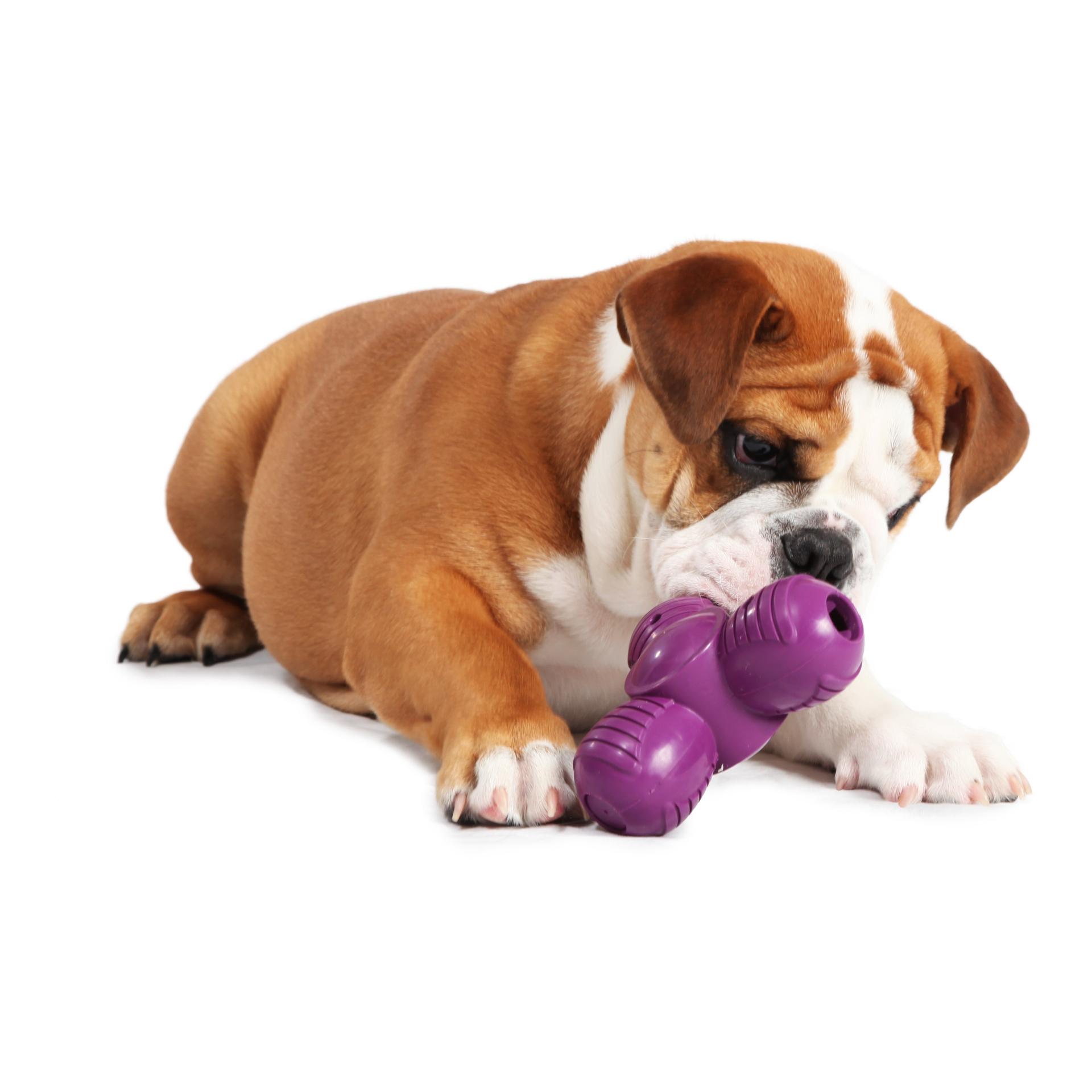 PetSafe Busy Buddy Squeak 'n Treat Troog