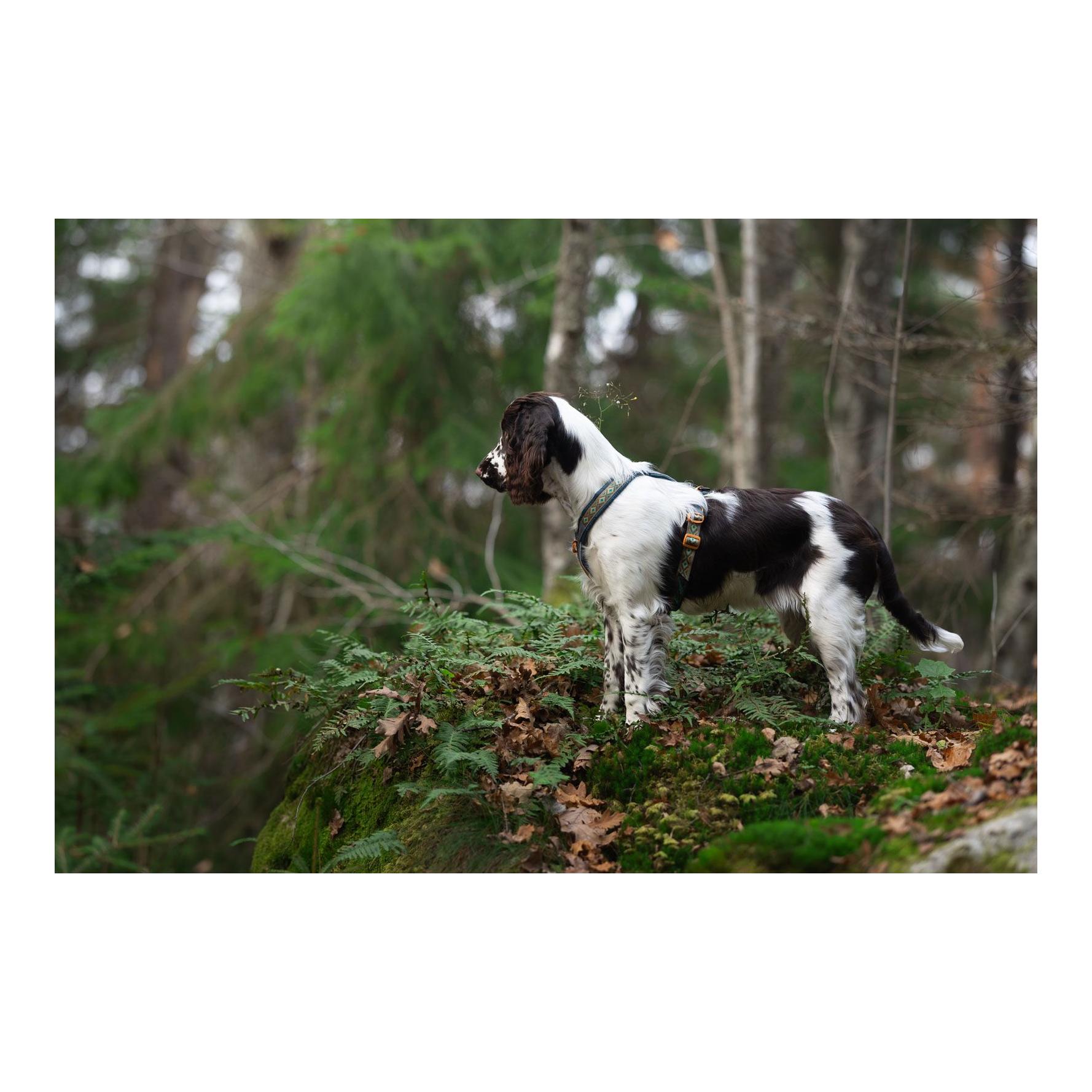 Non-stop Dogwear Hundegeschirr Line Harness 5.0 Rachel Pohl Edition
