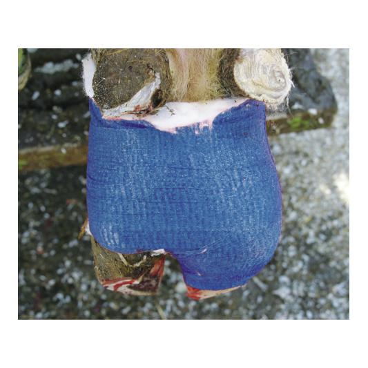Kerbl Bandages EquiLASTIC, paquet de 20