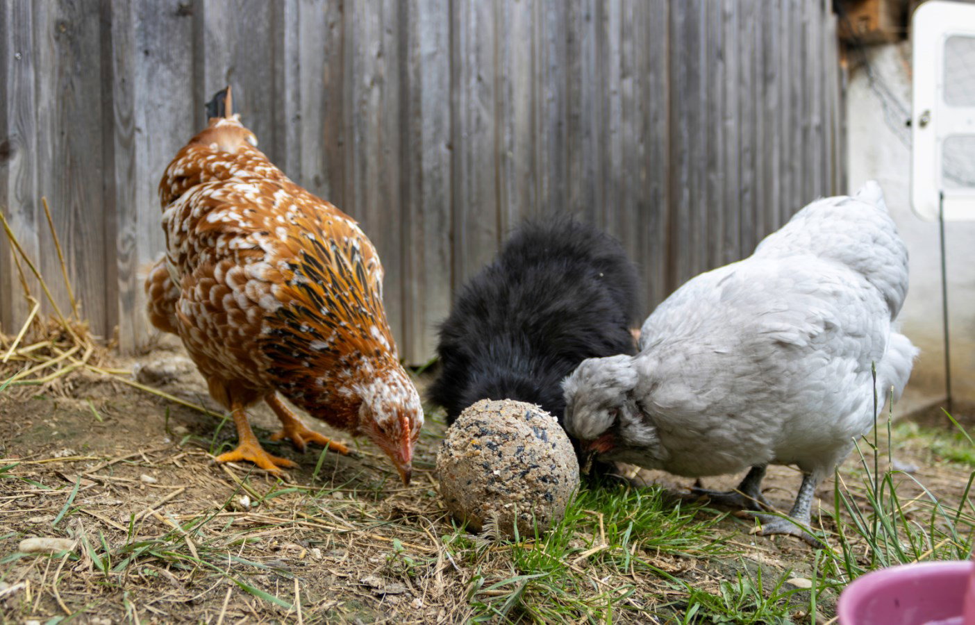 Kerbl Hobbyfarming boule de ramassage