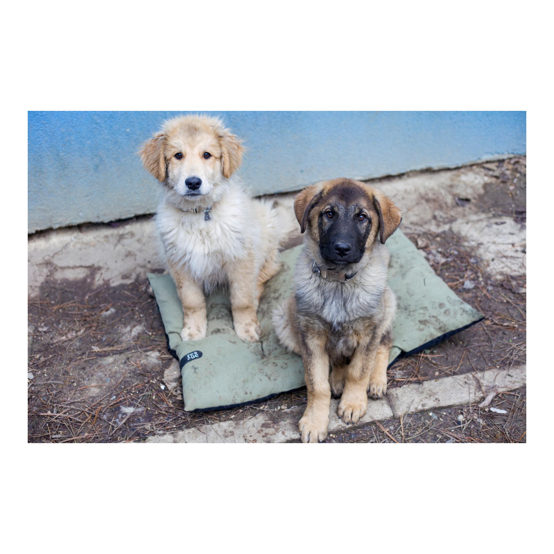 Cloud 7 Coussin pour chien RESC7UE