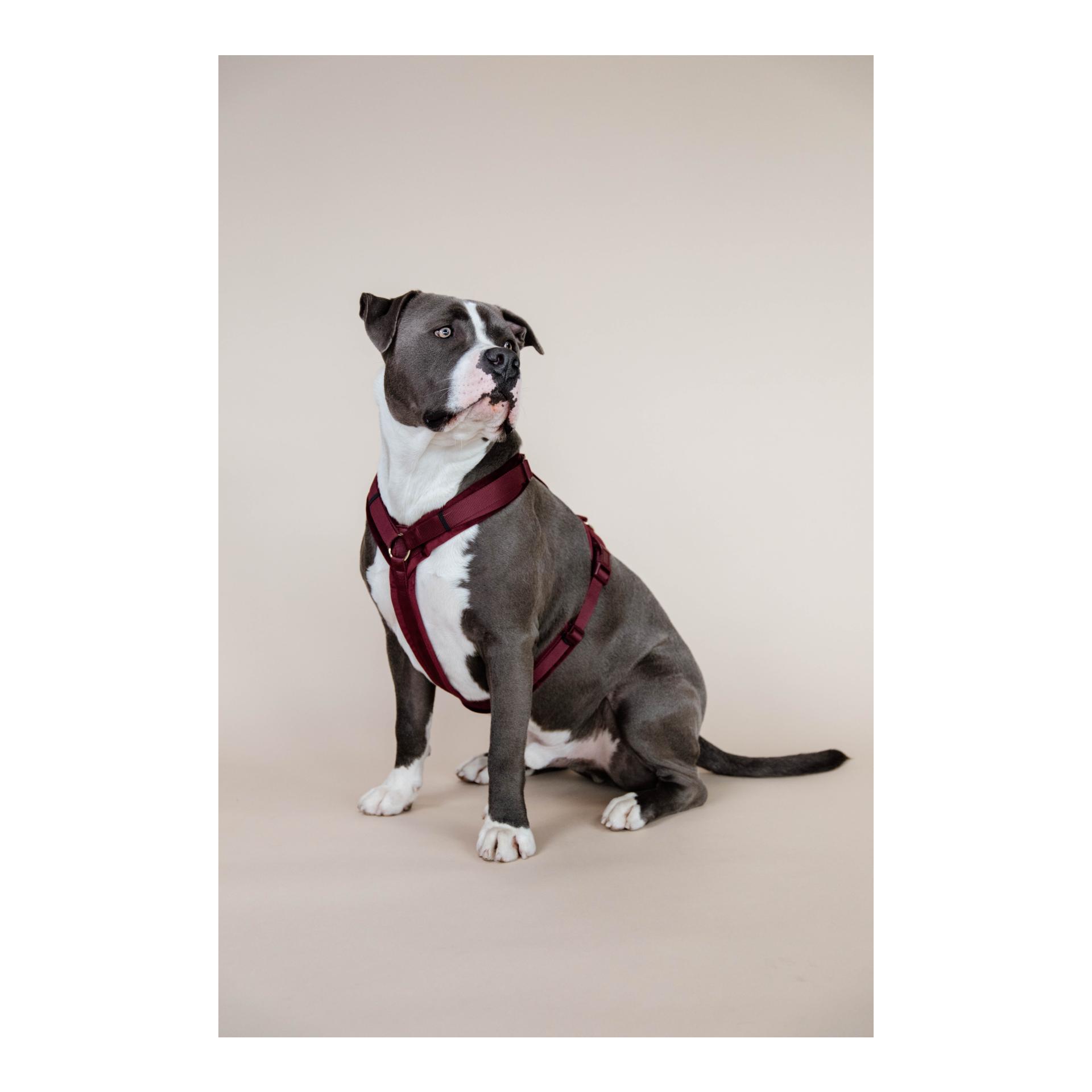 Kentucky Dogwear Harnais pour chien actif velours