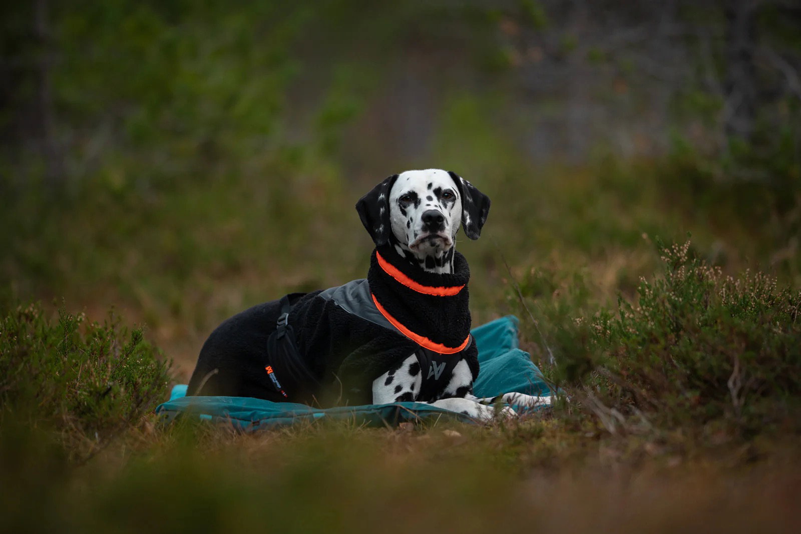 Non-stop Dogwear Hundejacke Trekking fleece