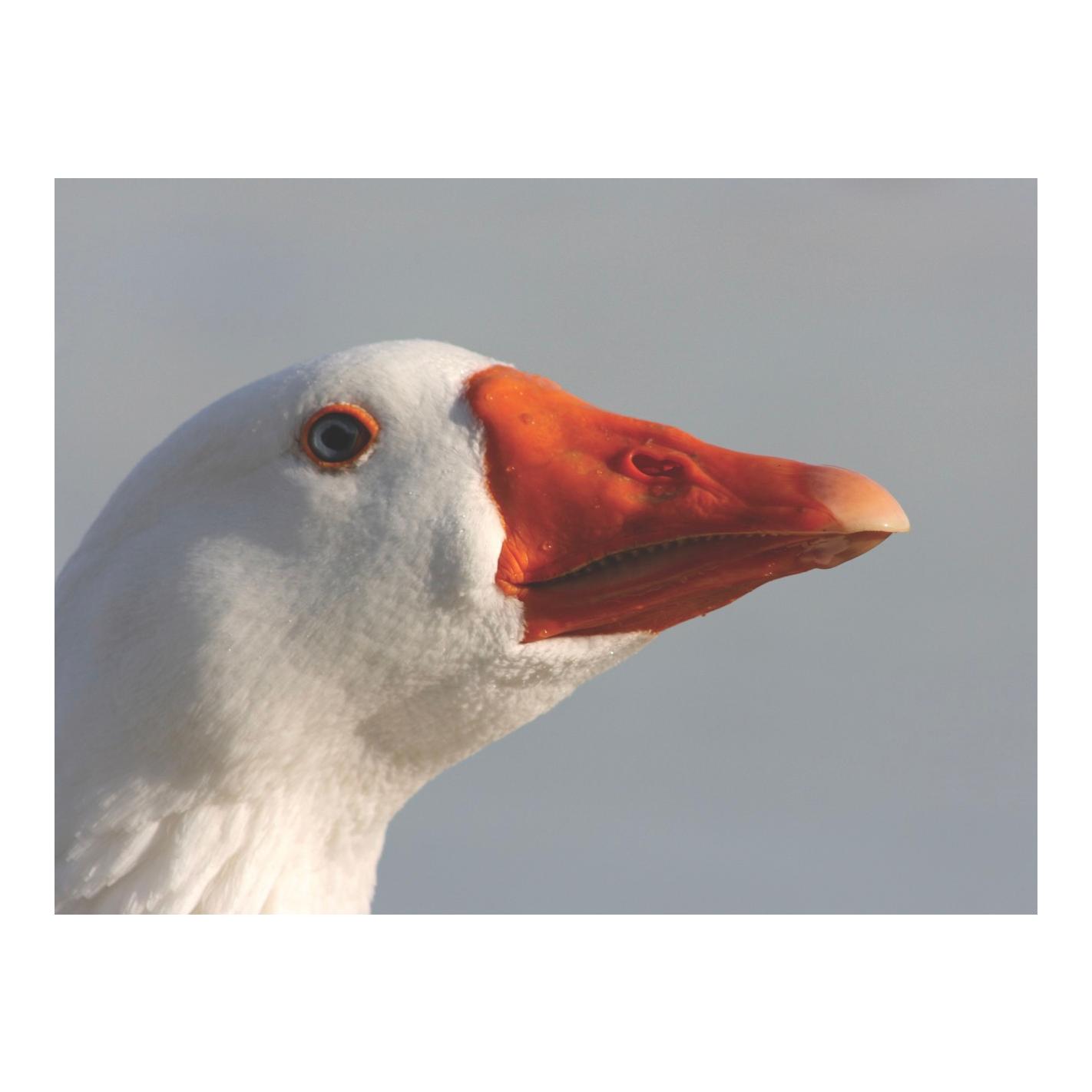 granovit Geflügel Natura – Futter für Gänse, Enten & Perlhühner