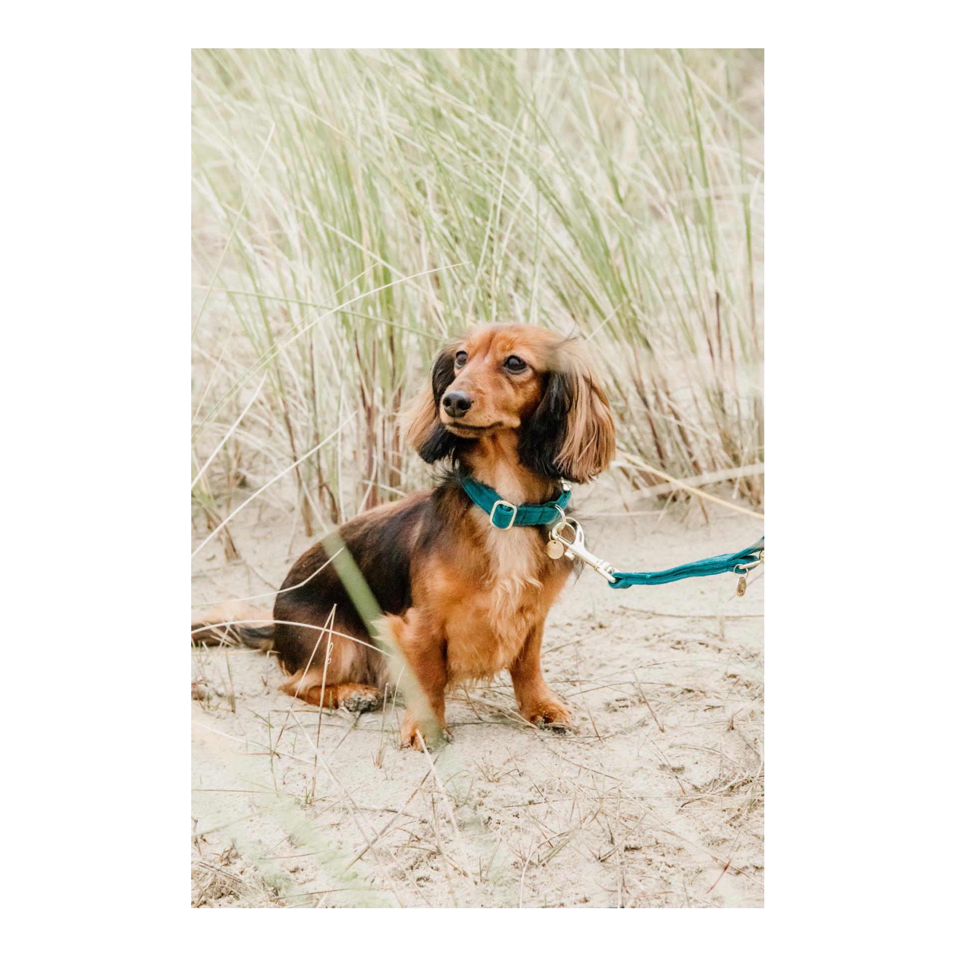 Kentucky Dogwear Hundehalsband Velvet - emerald