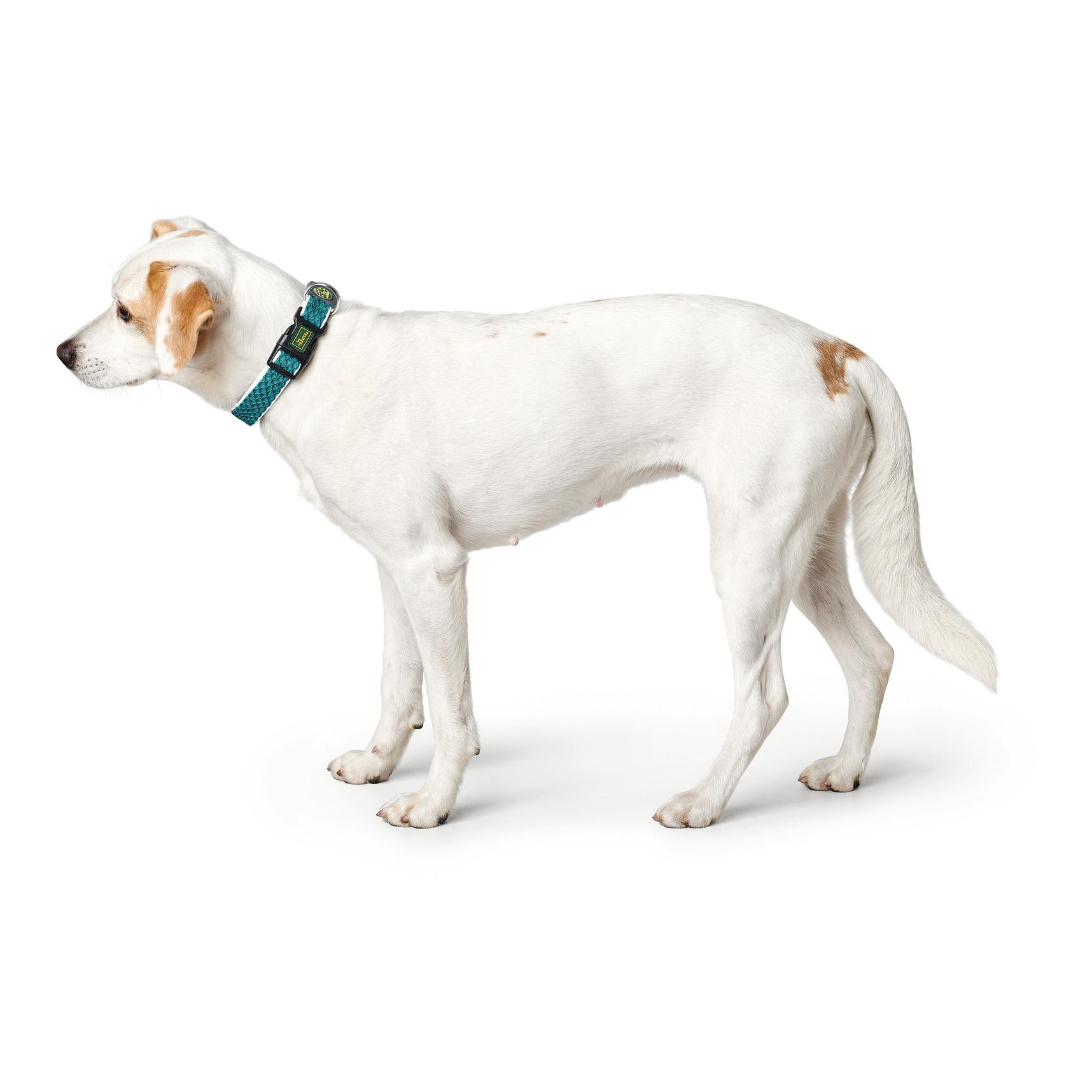 Hunter Hundehalsband Hilo Vario Basic - türkis