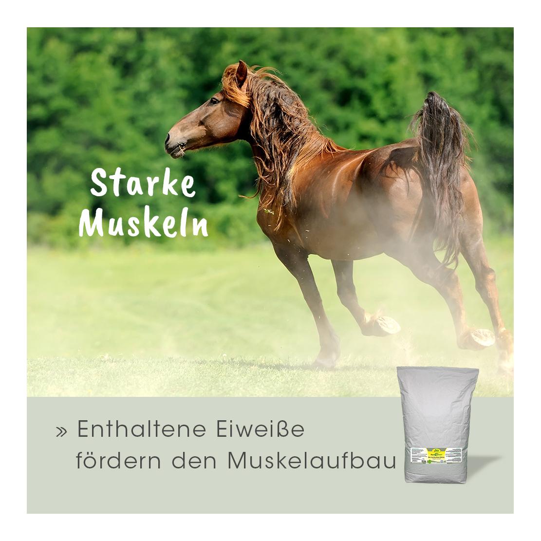 cdVet Tourteau de lin biologique EquiGreen