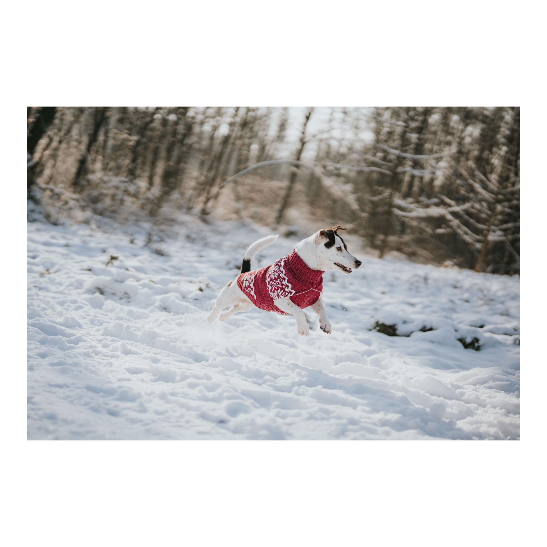 Hunter Hundepullover Birka