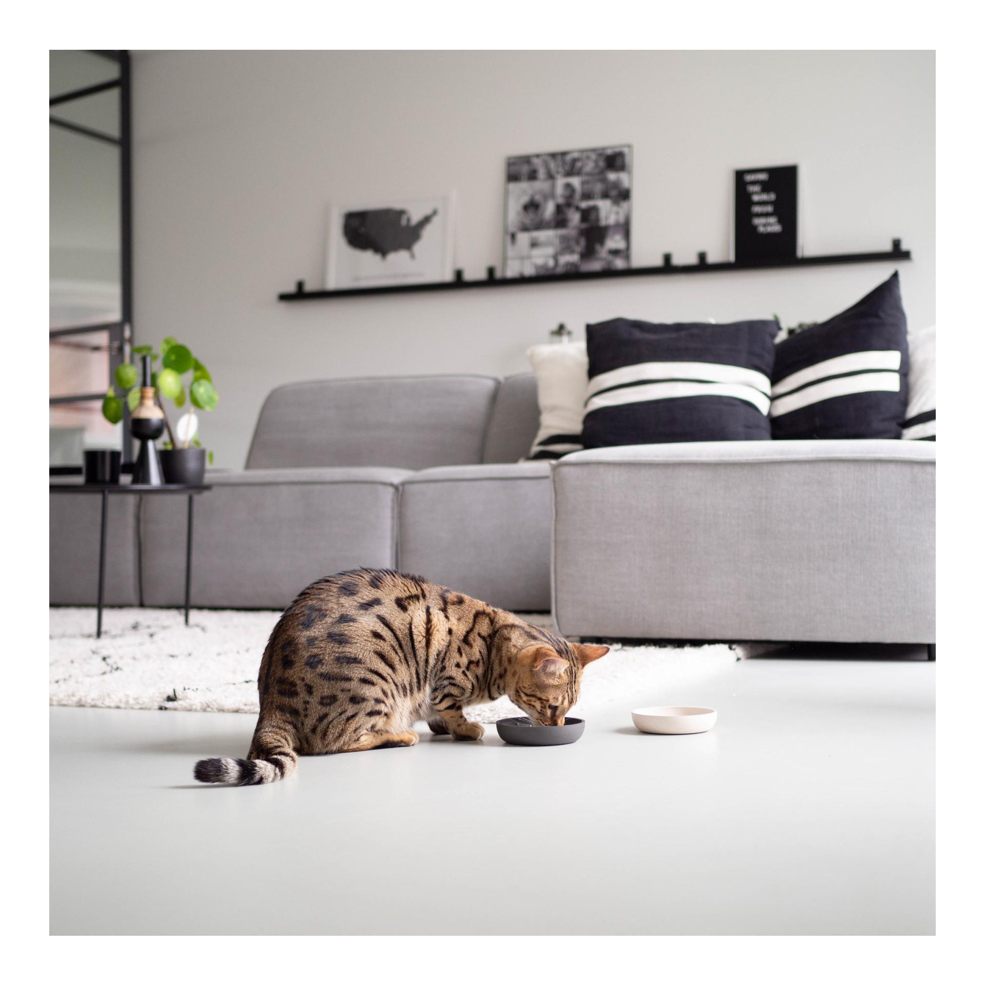 District70 Katzennapf Bamboo Cat Bowl - dark grey
