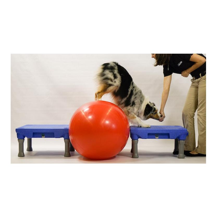 FitPaws Sports Klimb