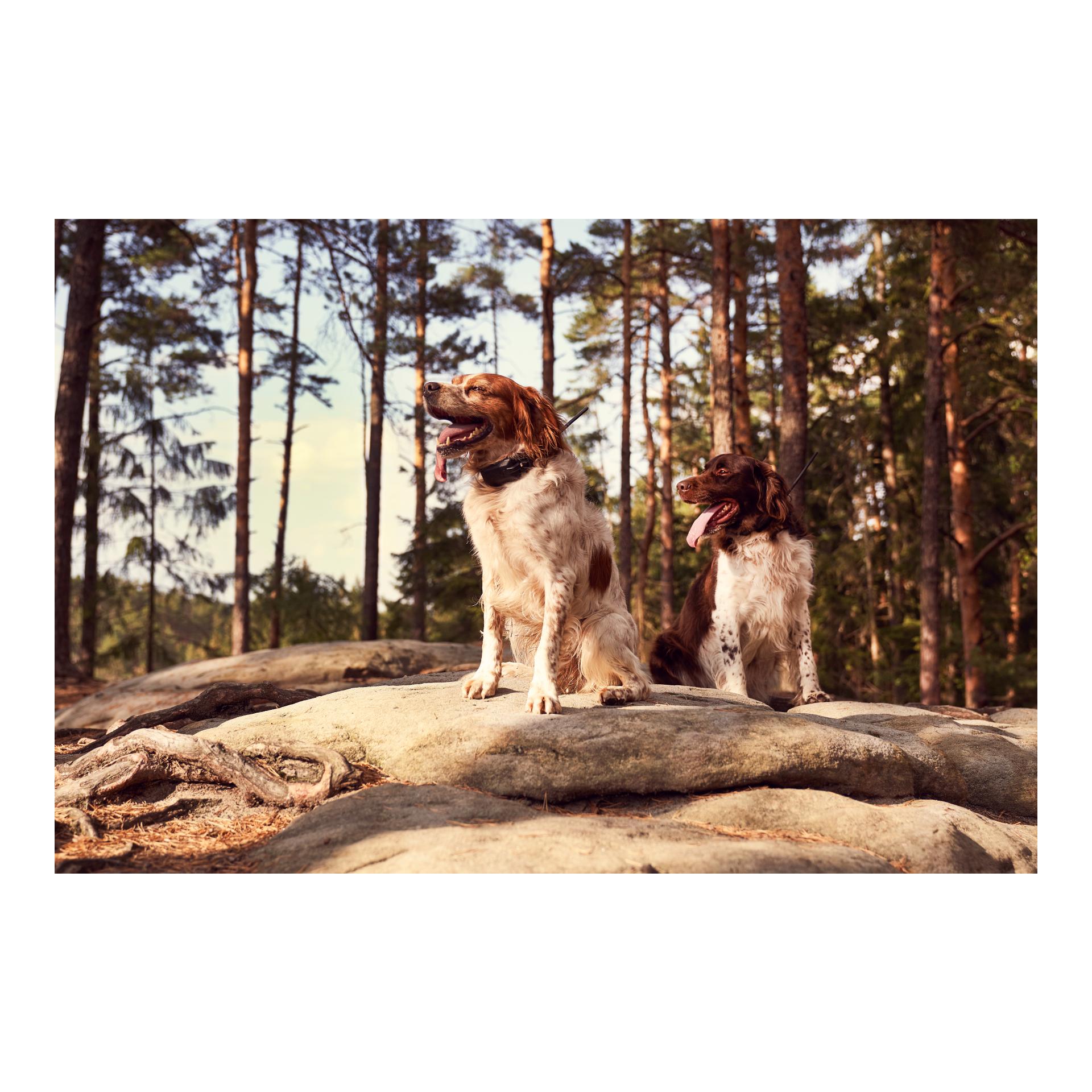 Dogtrace GPS X30 Hundeortungsgerät