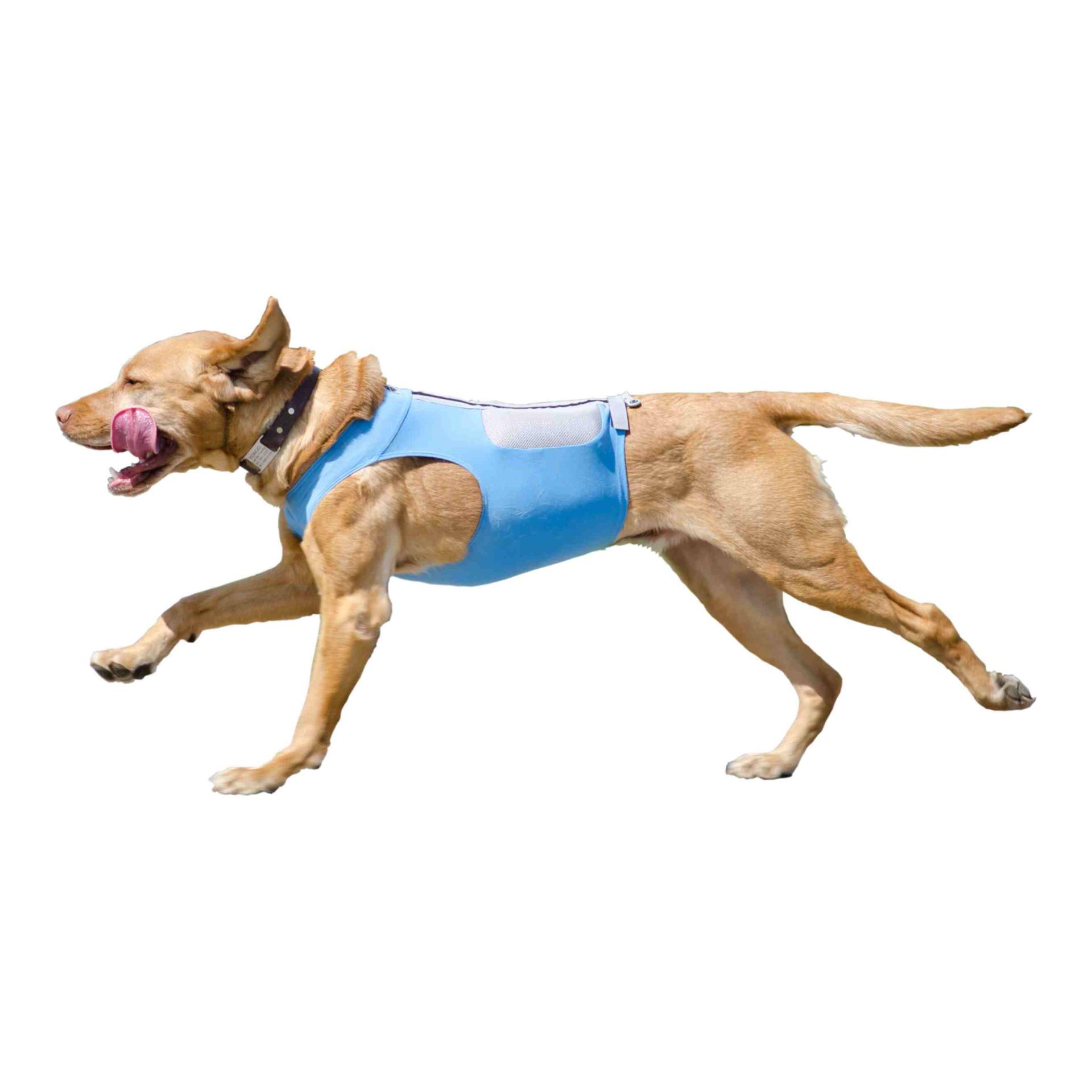 FitPaws K9FIT Vest Starter Kit