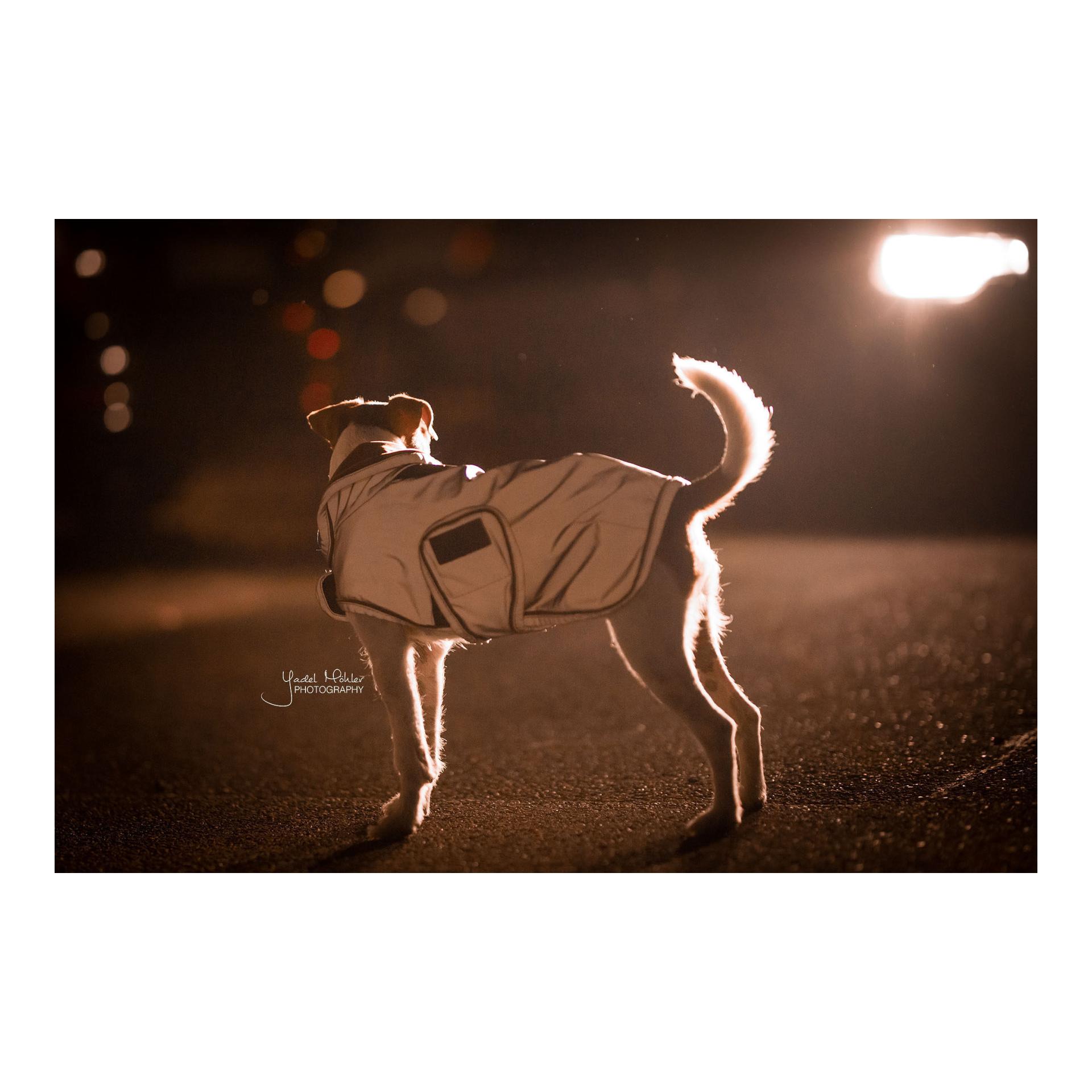 Kentucky Dogwear Manteau pour chien réfléchissant &amp; imperméable