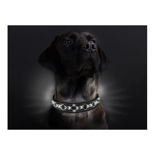 Leucht-Hundehalsband "Beauty"