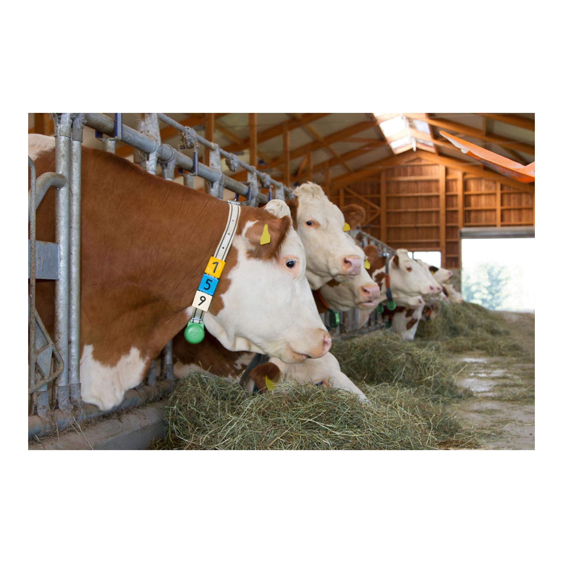 Kerbl Halsbandnummer Duo - 6er Pack