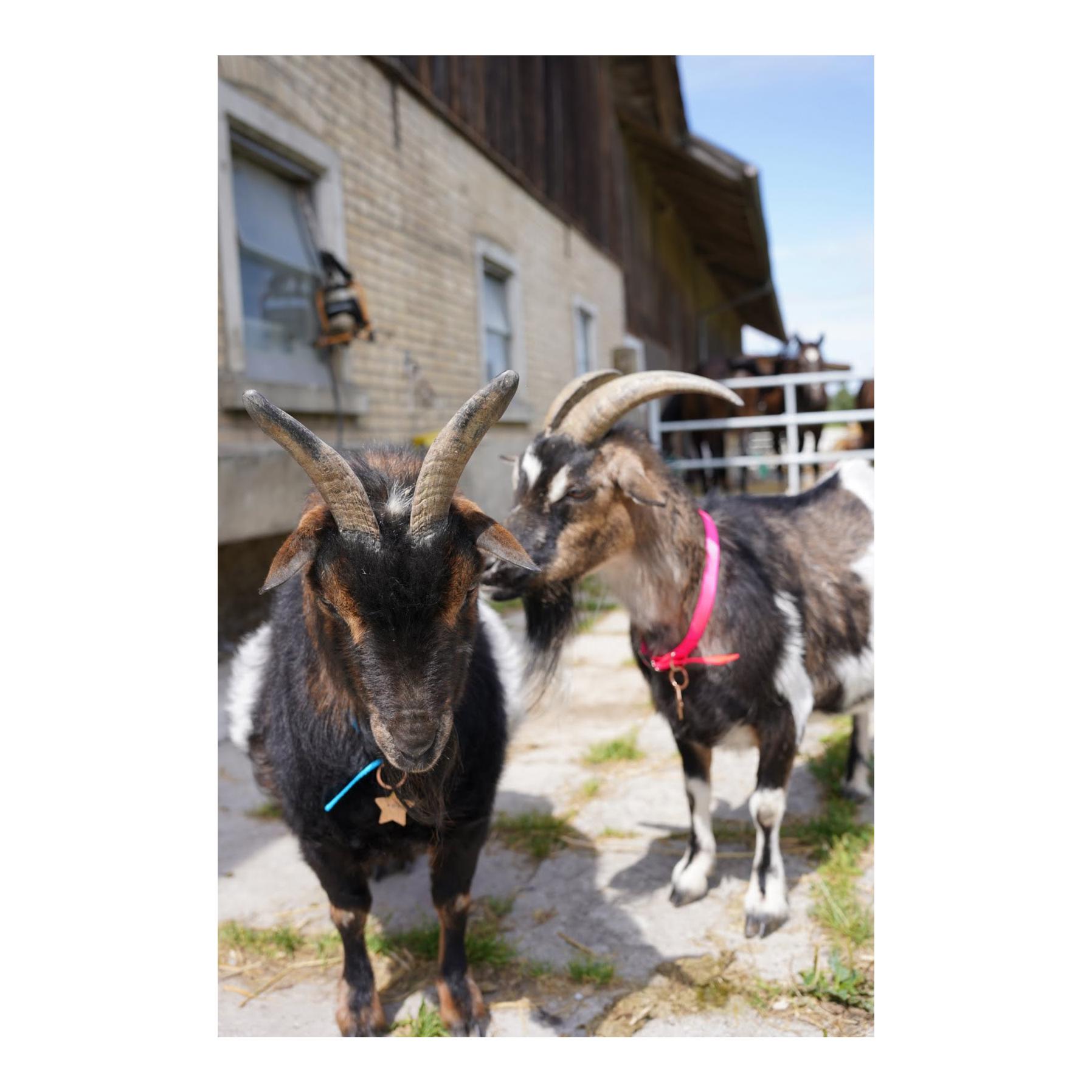Weaver Livestock Collier pour chèvre