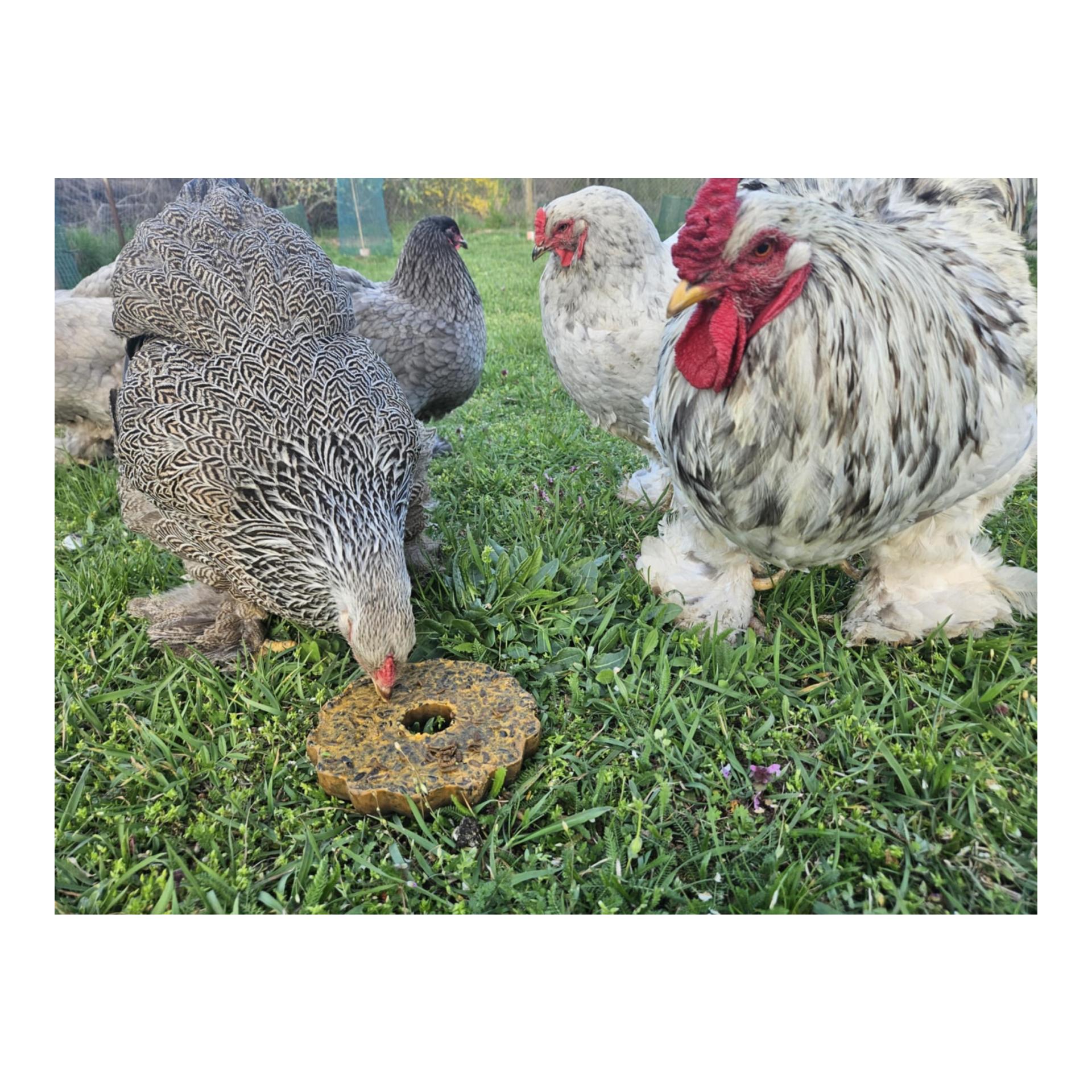 Hauptner Grosser Energie Gugelhupf für Hühner und Vögel