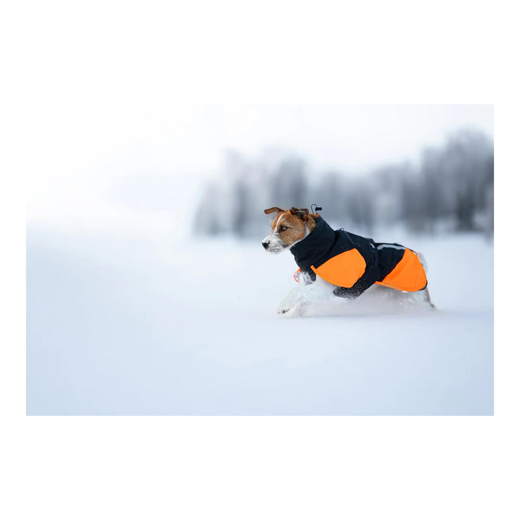 Non-stop Dogwear Veste d'hiver pour chien Glacier jacket 3.0
