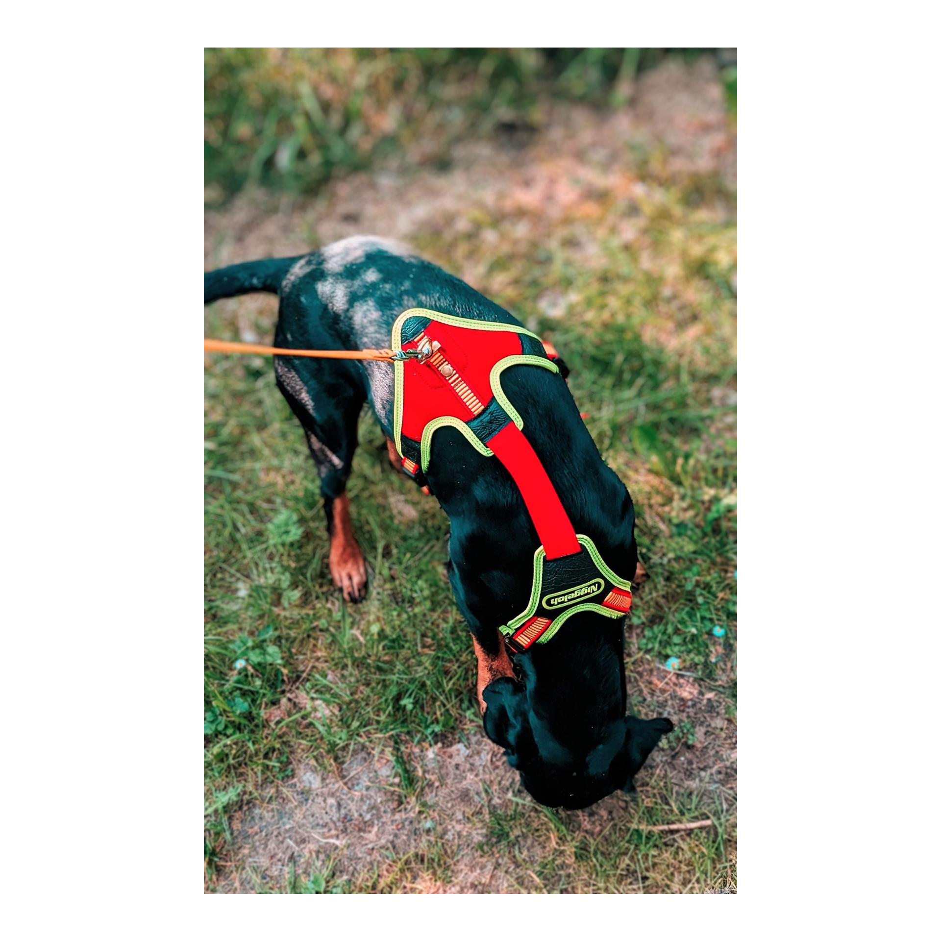 Niggeloh Harnais pour chien Follow Trail