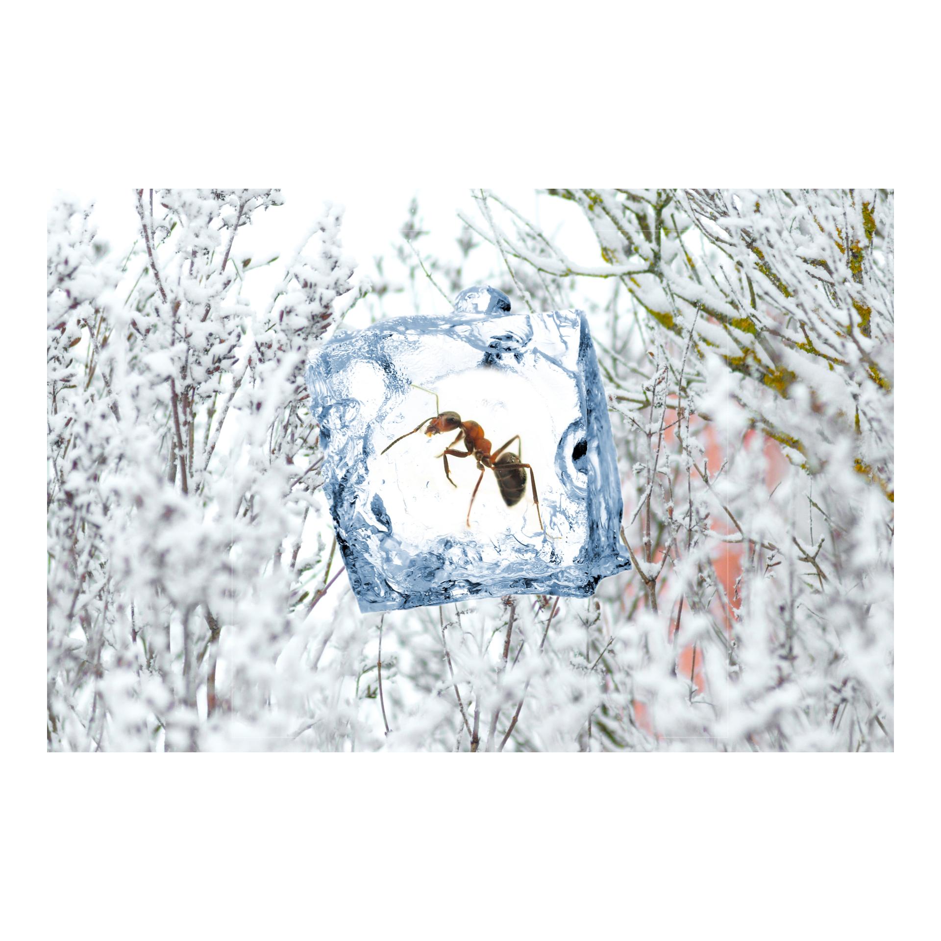 SWISSINNO Spray antigel pour insectes