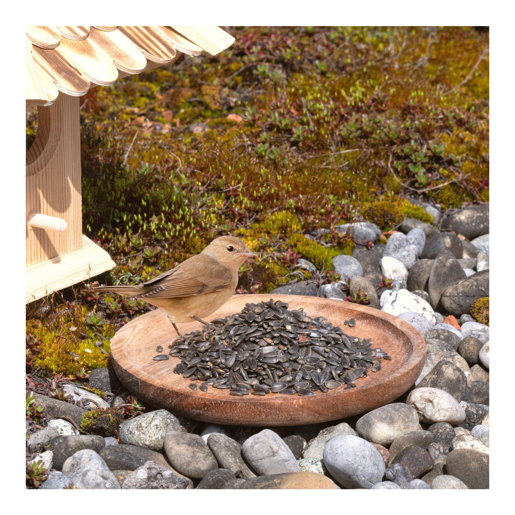 Lyra Pet Graines de tournesol noires