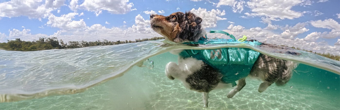 HP-Hund-Schwimmweste