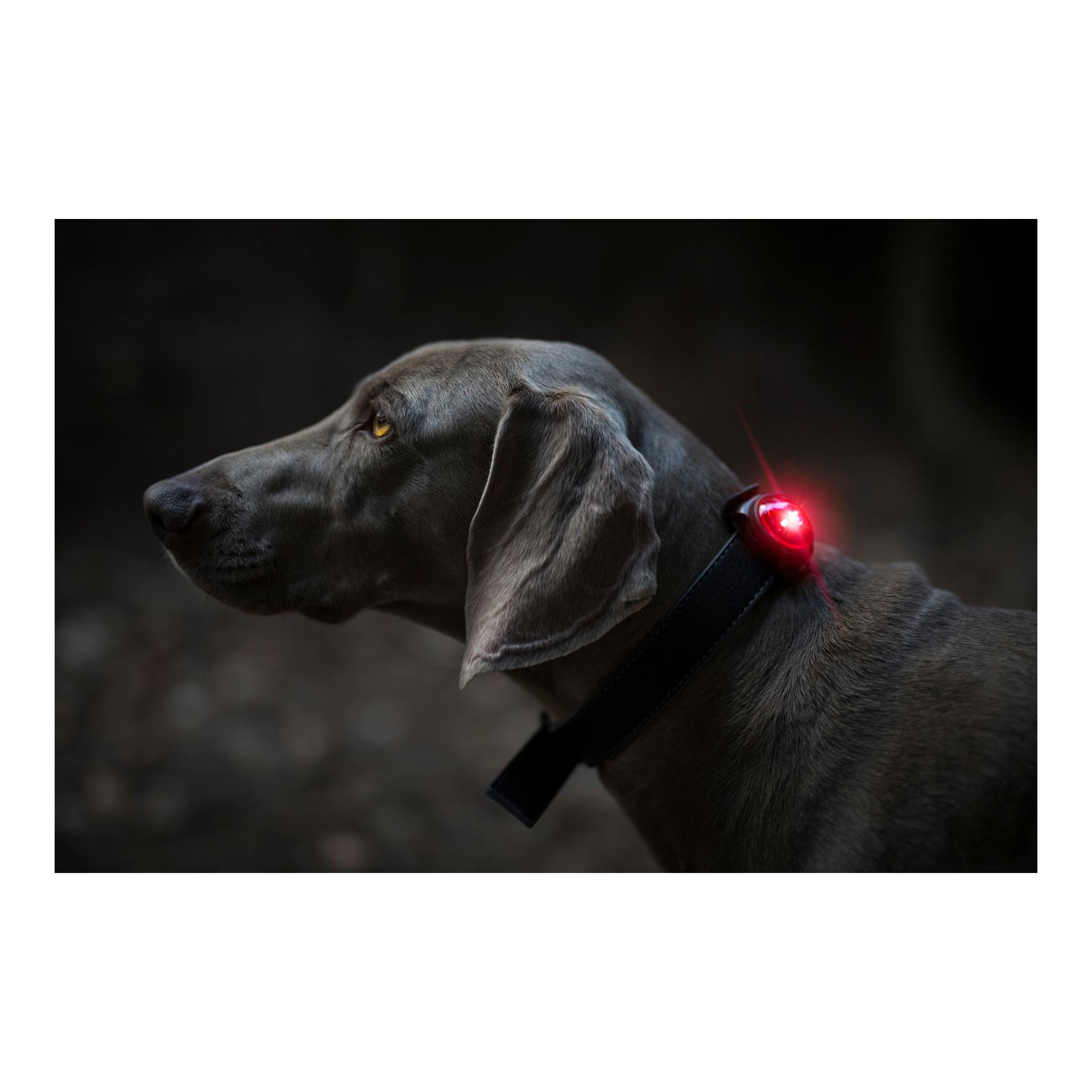 Orbiloc Safety Light Orbiloc Dog Dual - rot