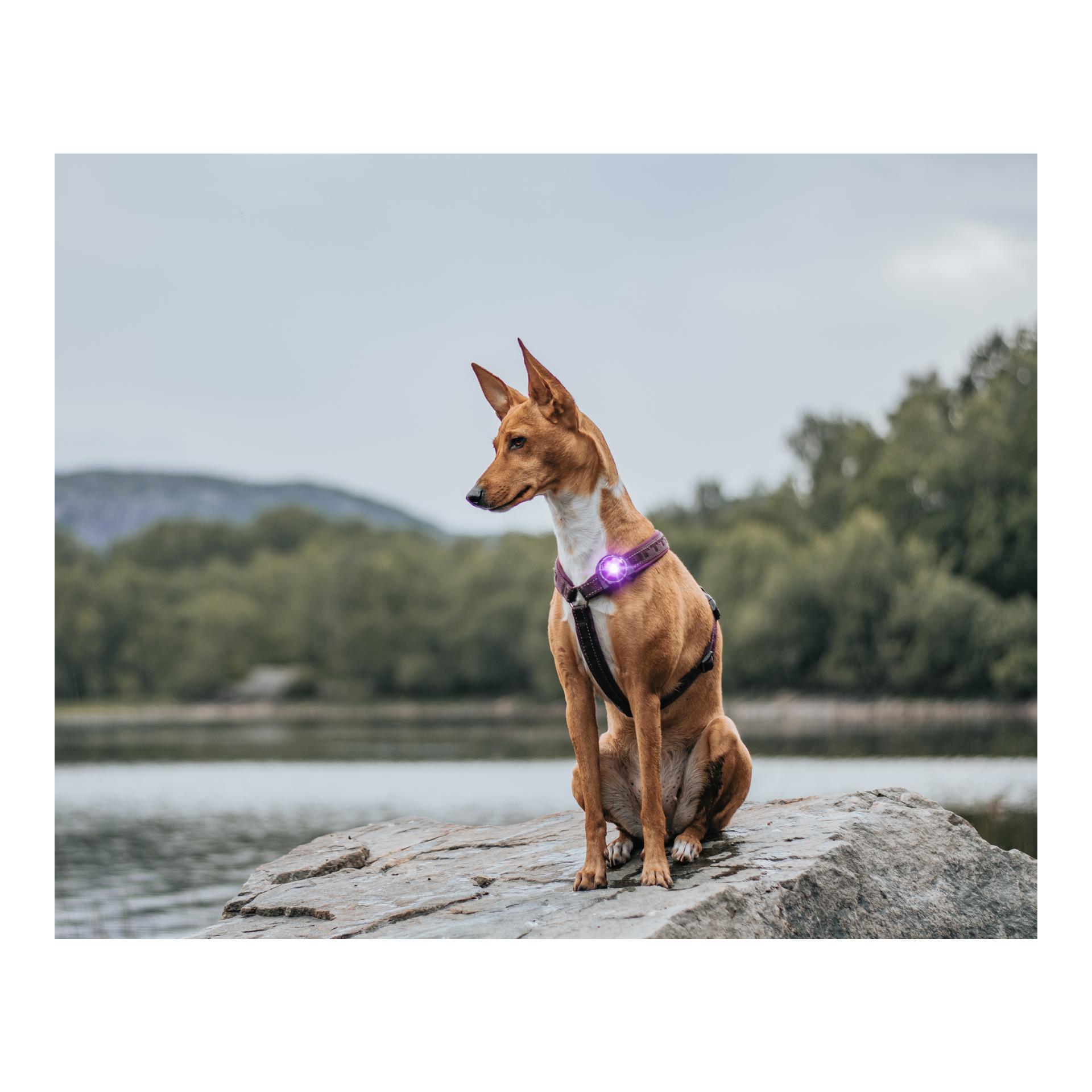 Orbiloc Safety Light Orbiloc Dog Dual - violett