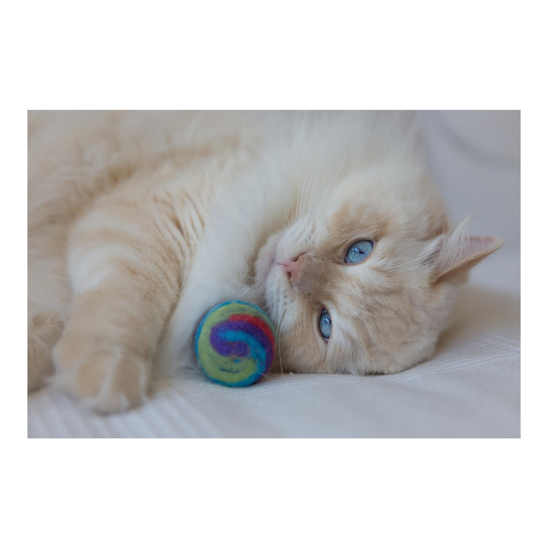 Treusinn. Jouet pour chat FILZY