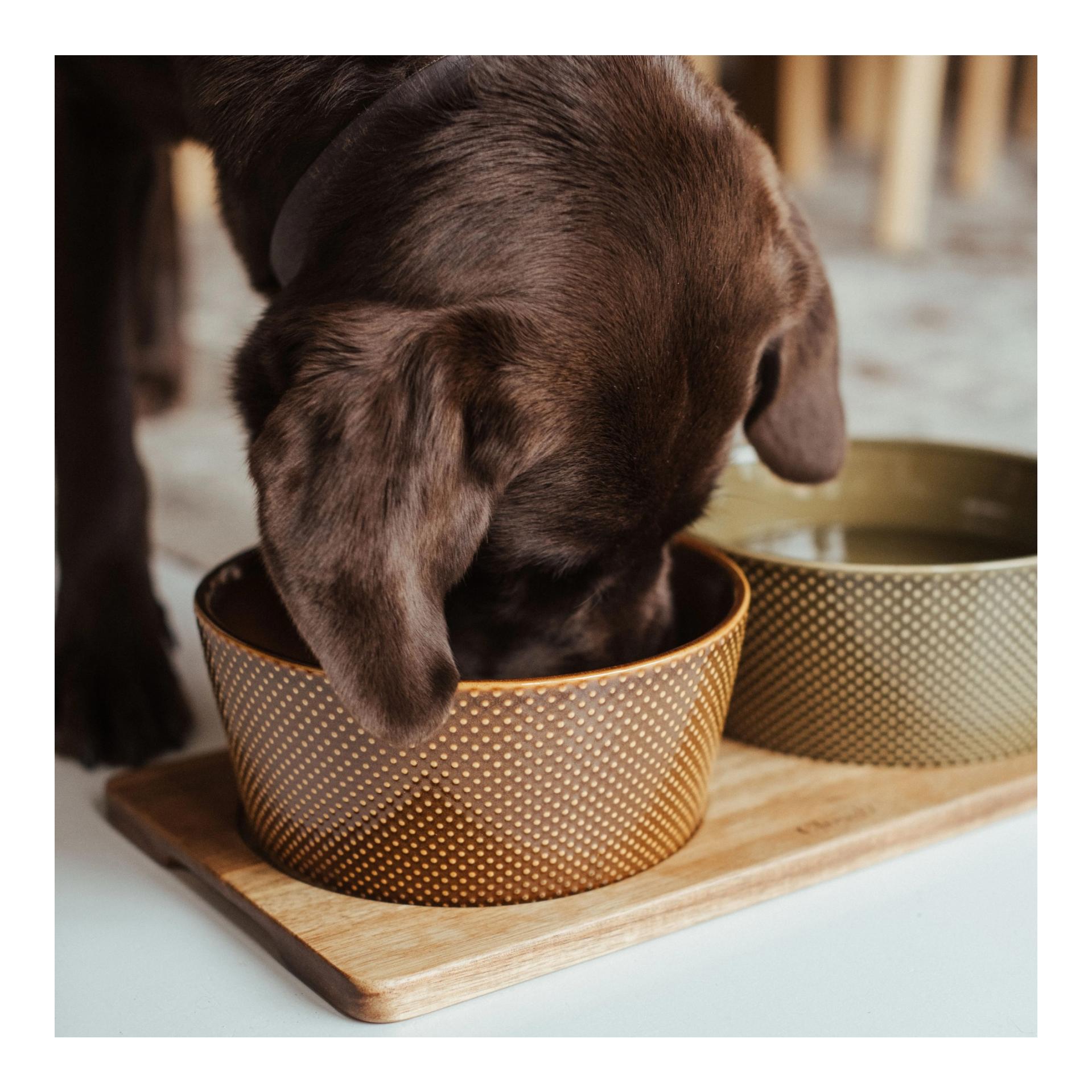 Cloud 7 Gamelle pour chien Alain - Cinnamon