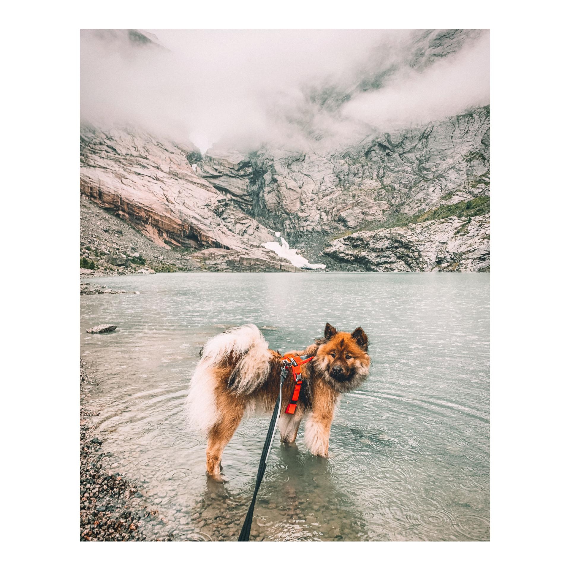Non-stop Dogwear Strong Leash