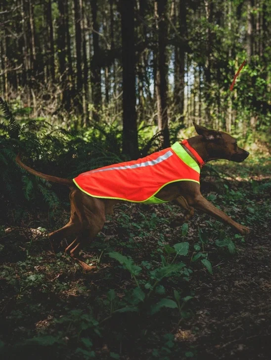 HP_Hund