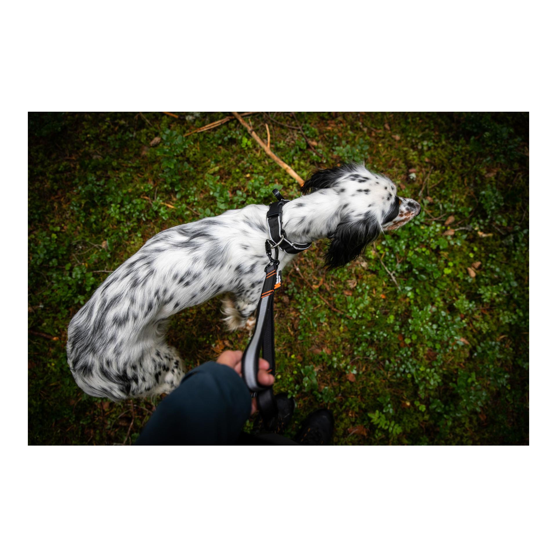 Non-stop Dogwear Hundeleine Touring Bungee Leash Adjustable