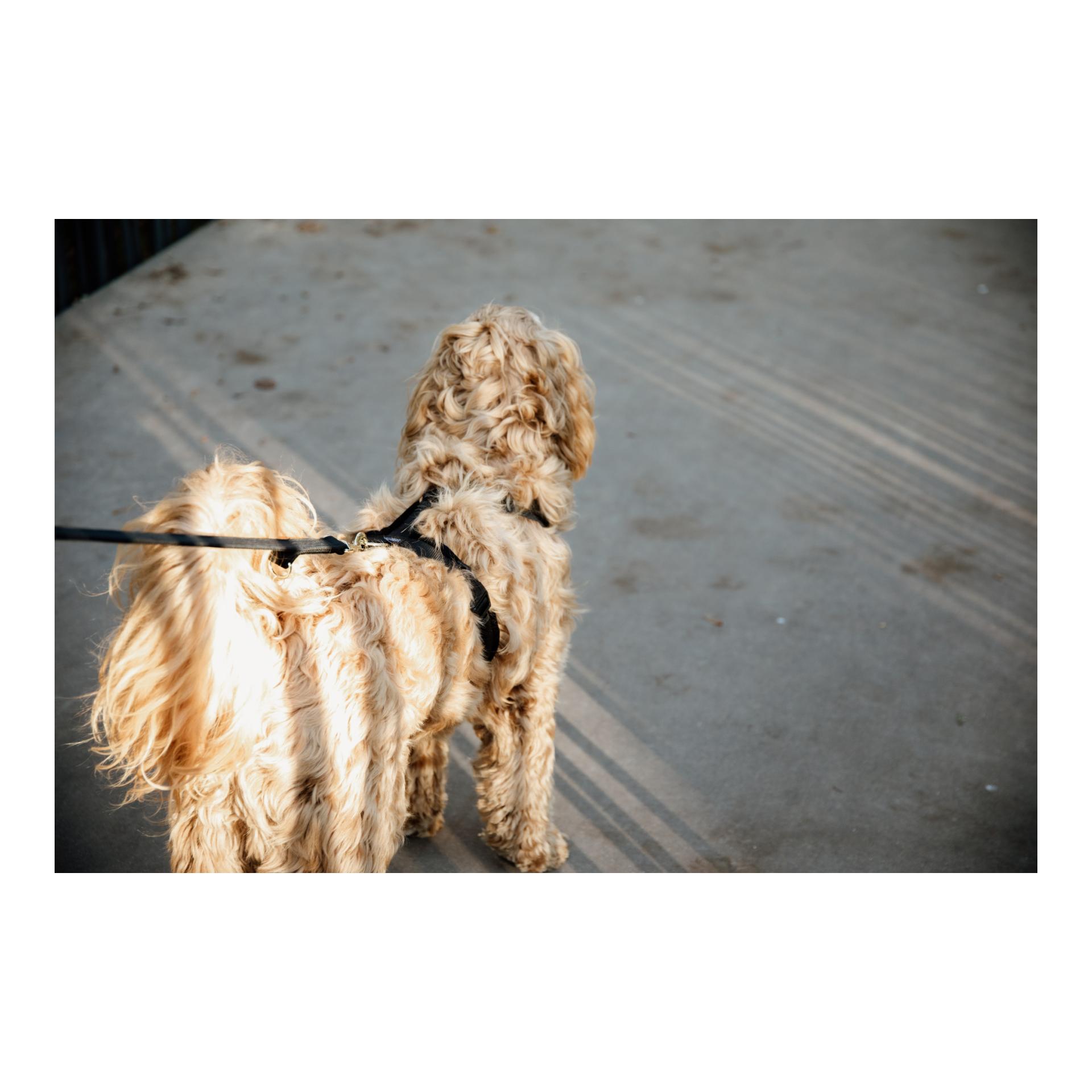 Kentucky Dogwear Hundeleine Velvet