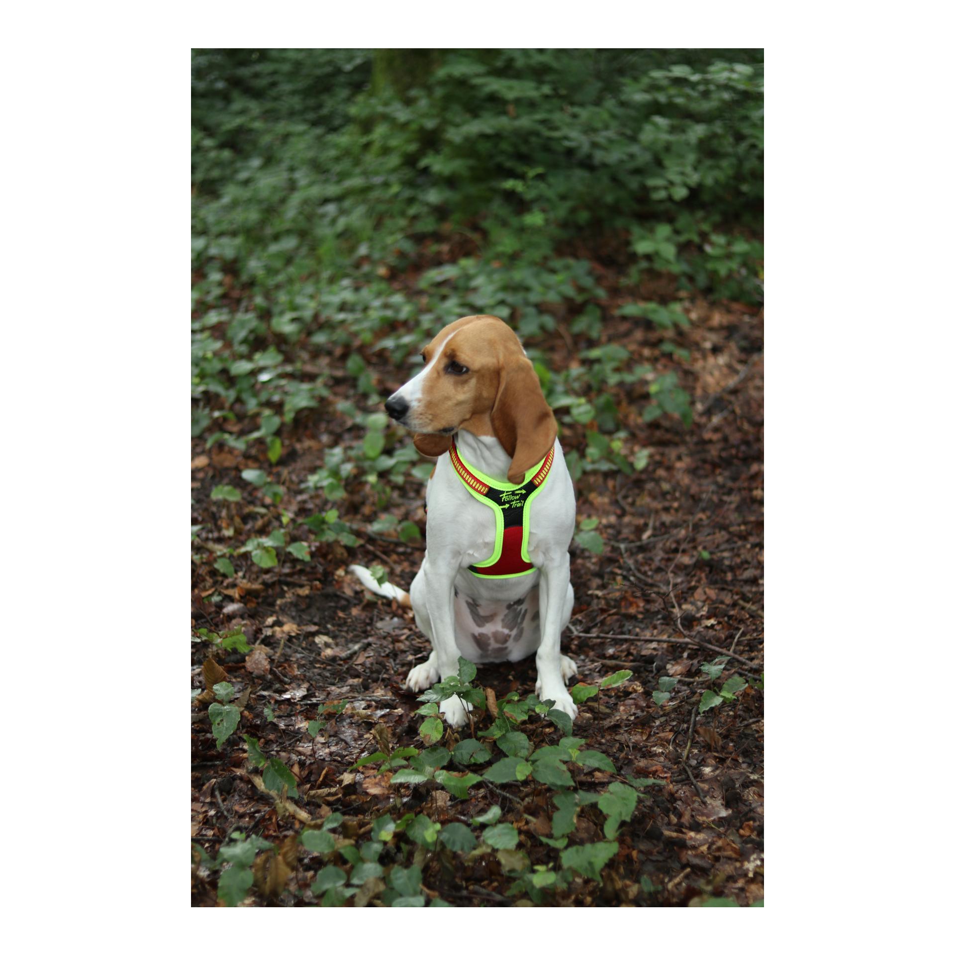 Niggeloh Harnais pour chien Follow Trail