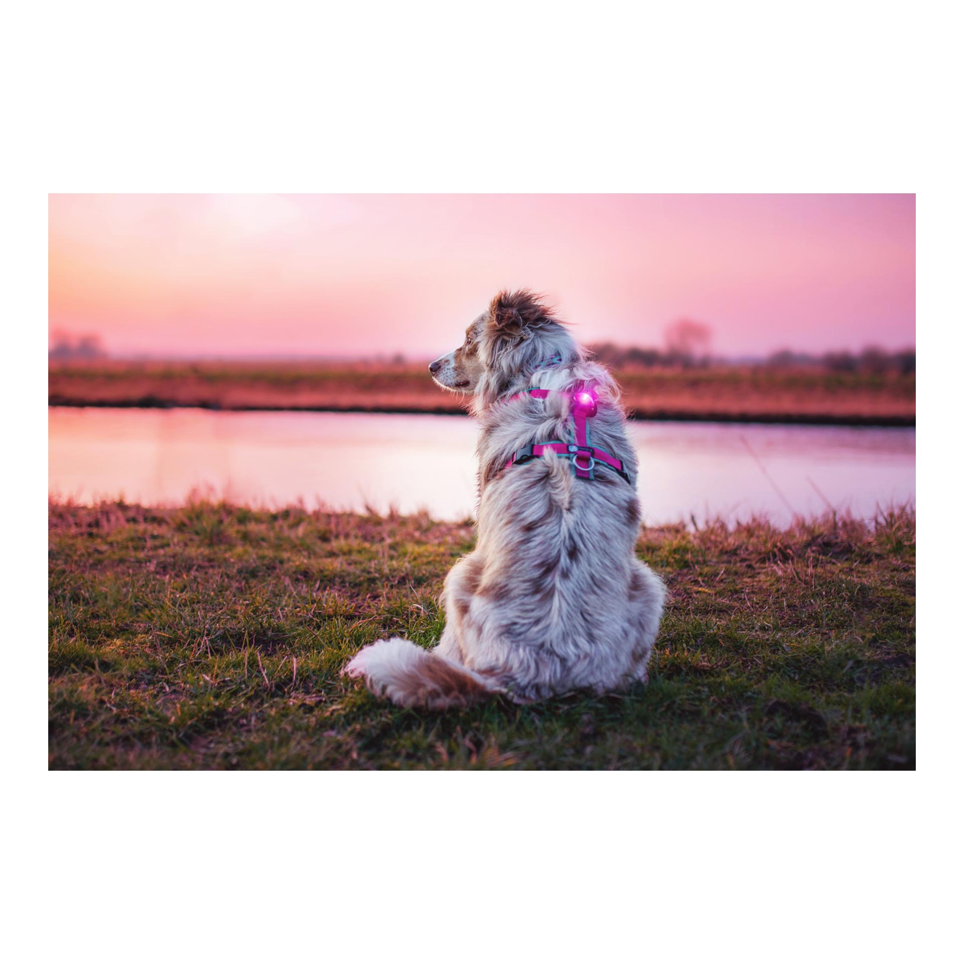 Orbiloc Safety Light Orbiloc Dog Dual – rose