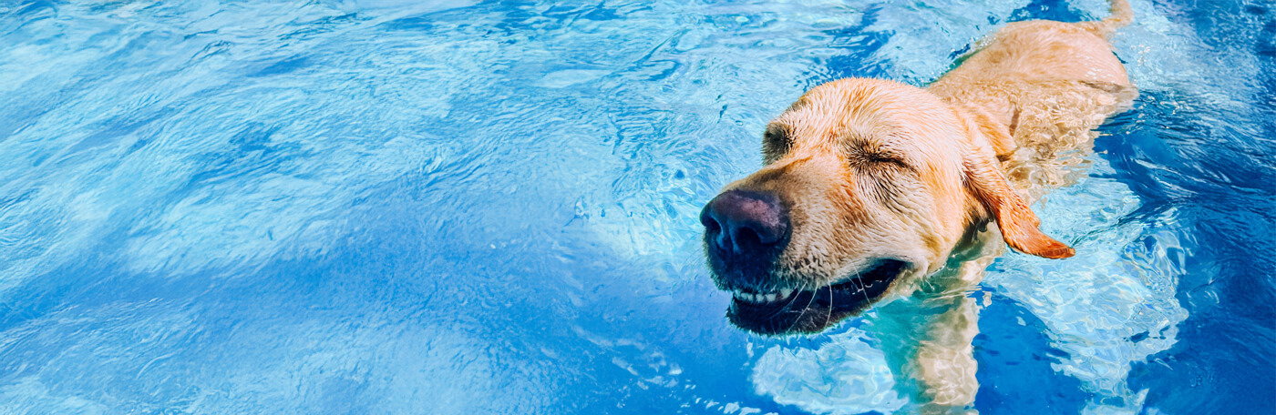 HP-Hund-Abkuehlung