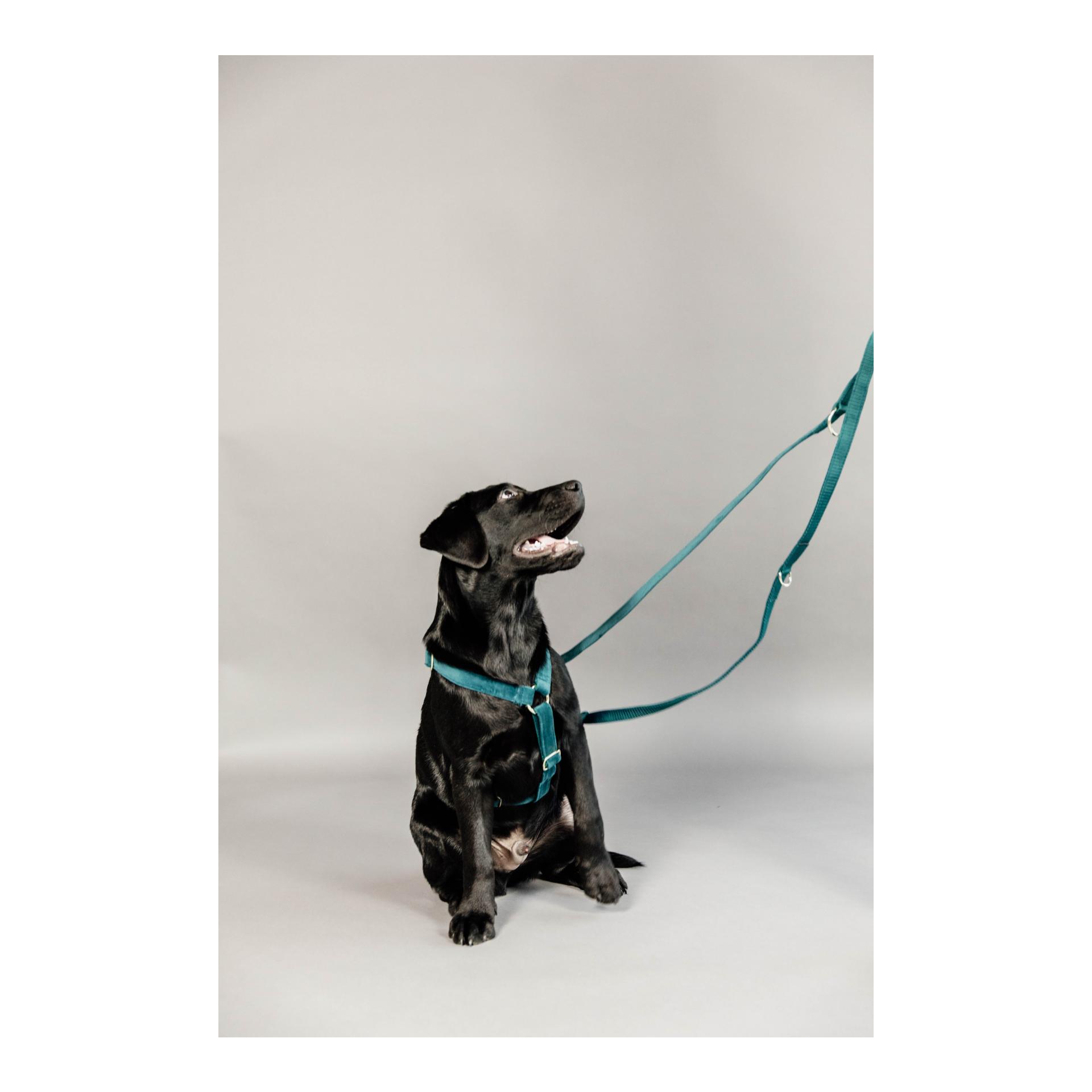 Kentucky Dogwear Laisse pour chien Velvet - bordeaux