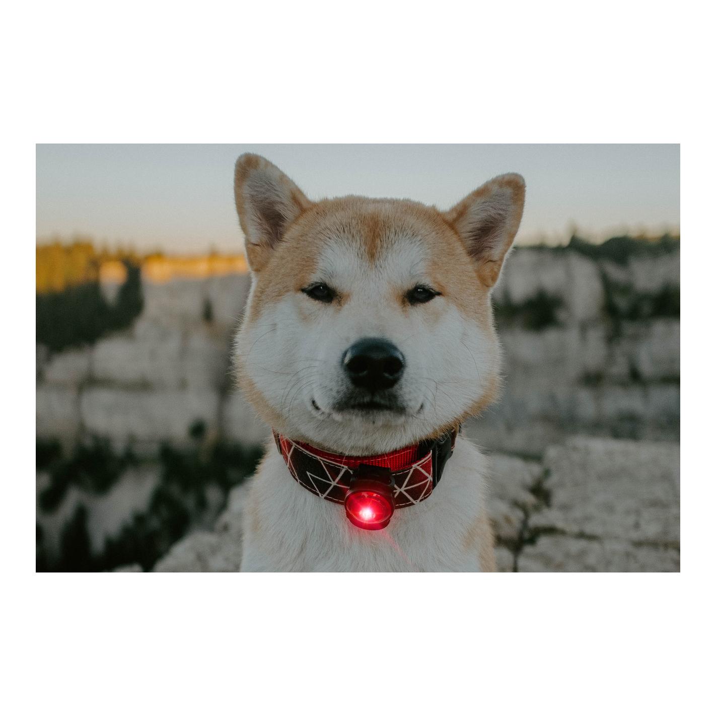 Orbiloc Safety Light Orbiloc Dog Dual - rot