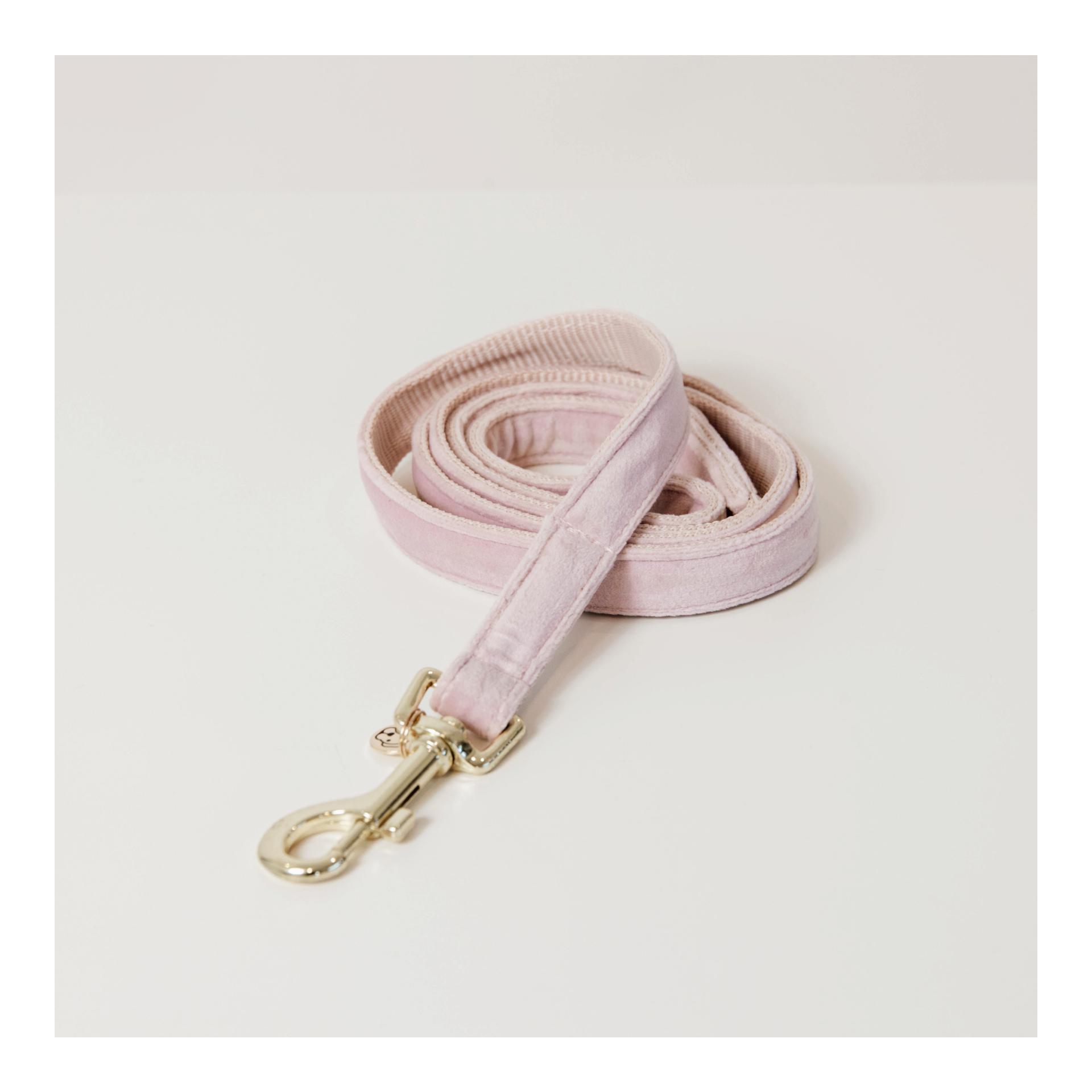 Soft Rose