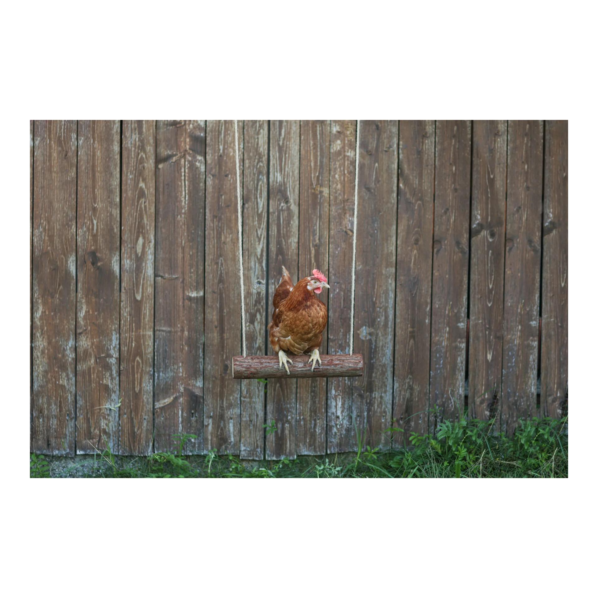 Kerbl Hobbyfarming Balançoire à poules