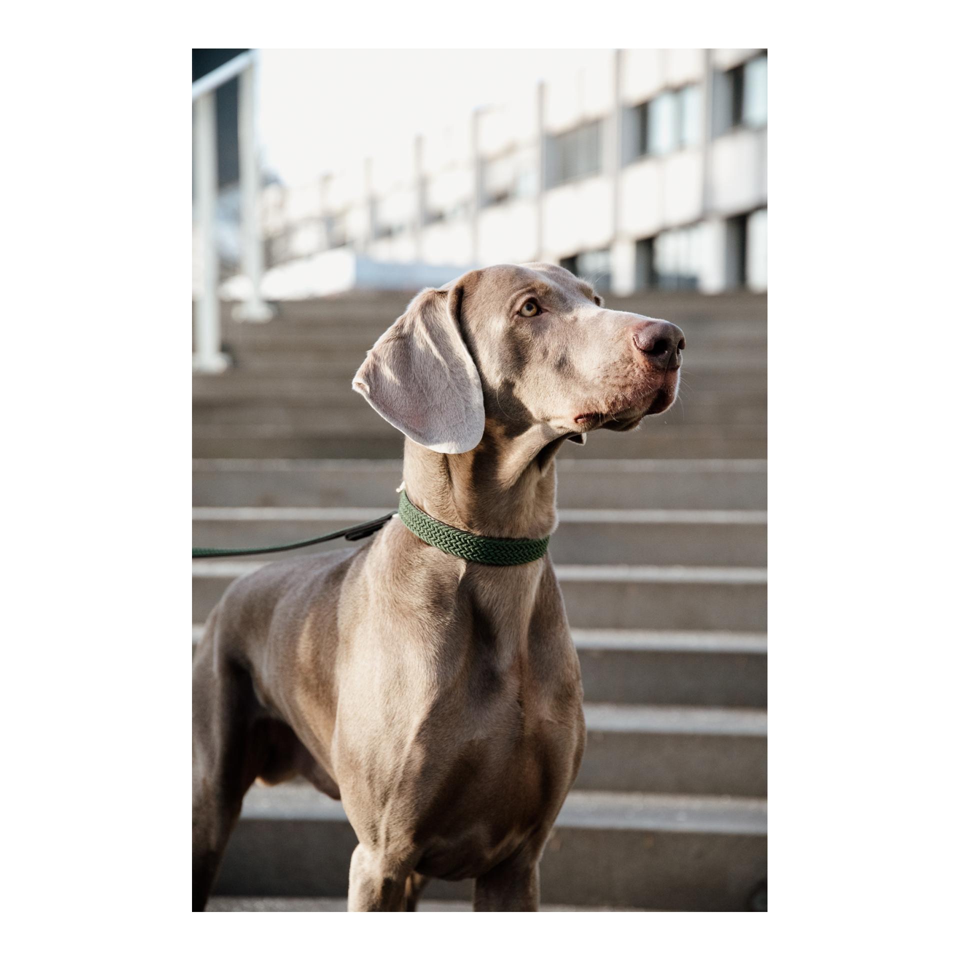 Kentucky Dogwear Collier pour chien en nylon tressé - vert olive