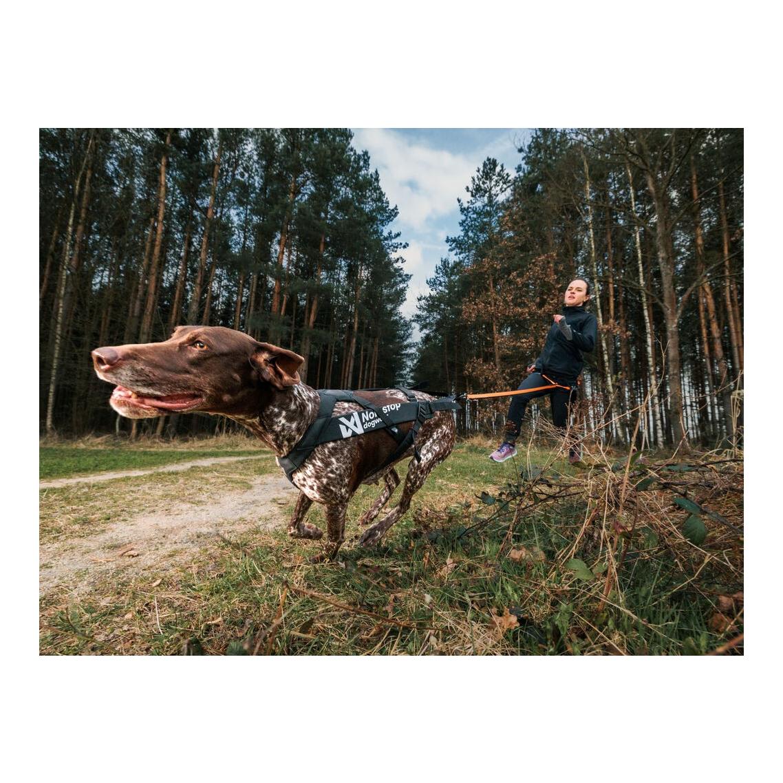 Non-stop Dogwear Hundegeschirr Freemotion harness pro