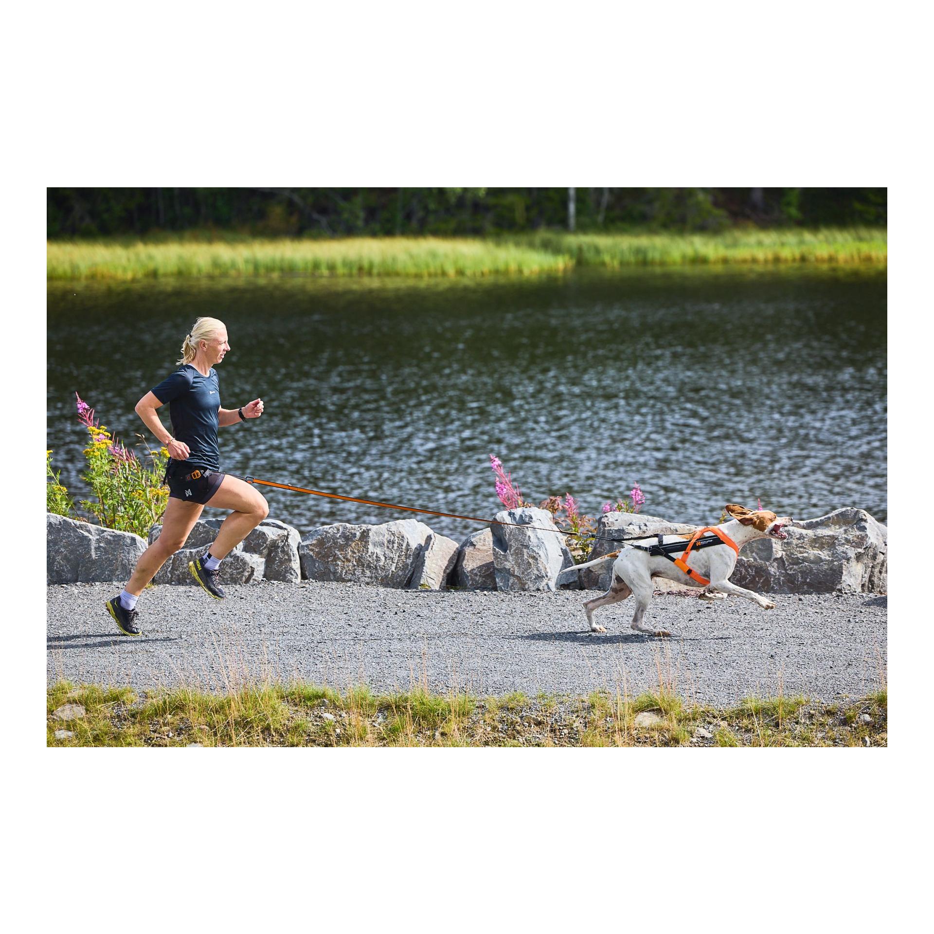 Non-stop Dogwear Zuggeschirr Freemotion Harness 5.0