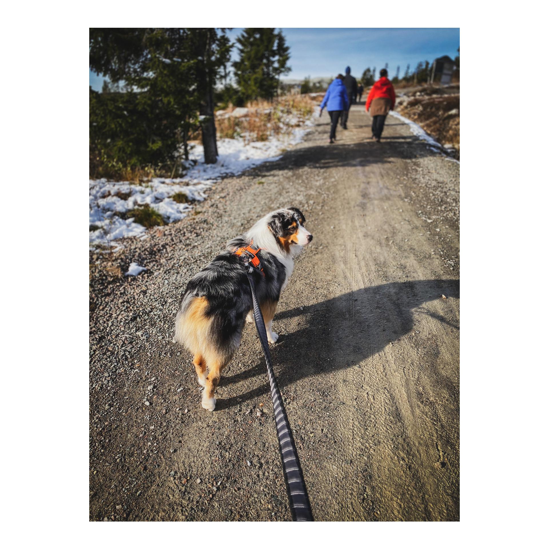 Non-stop Dogwear Joggingleine Bungee Touring Leash, 23mm