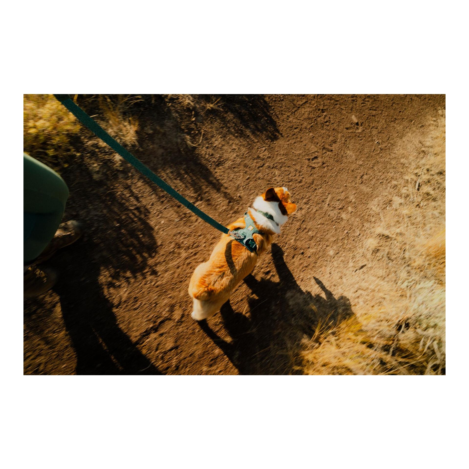Ruffwear Front Range® Flex Harnais pour chien