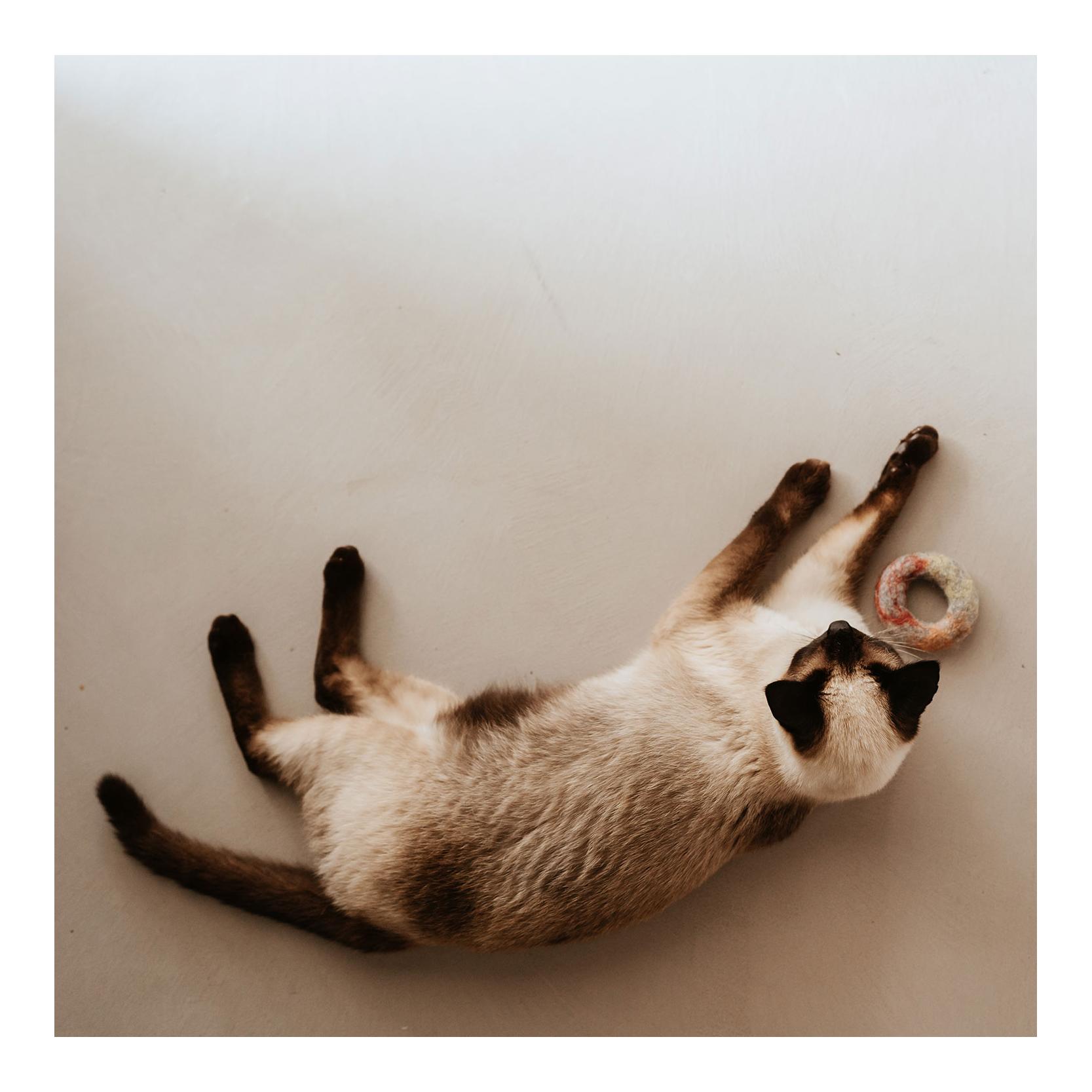 Stylecats by Hunter Katzenspielzeug Filzring