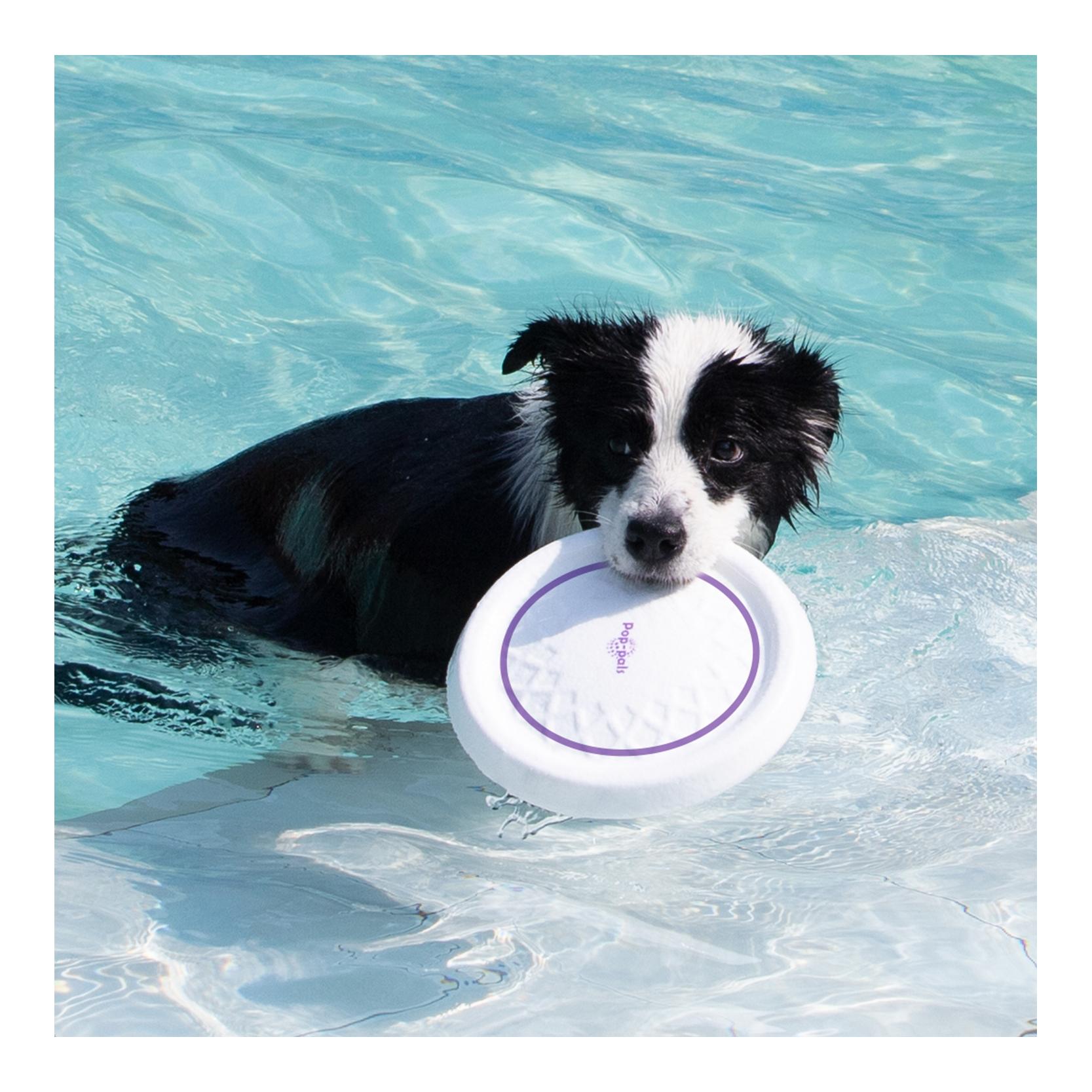 Gigwi Bounce Pop Pal Frisbee