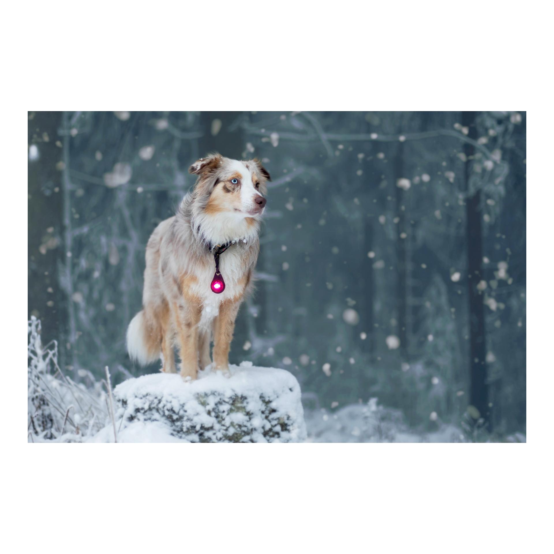 Orbiloc Safety Light Orbiloc Dog Dual – rose