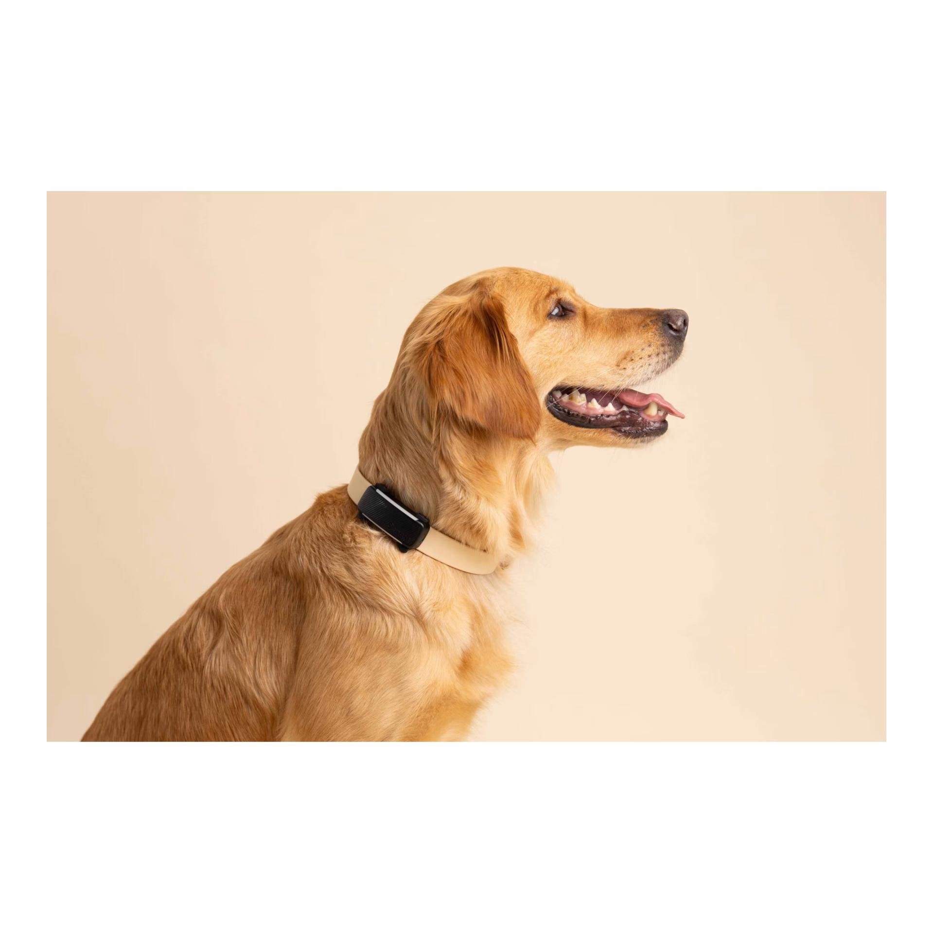 Tractive Tracker GPS pour chiens DOG 6